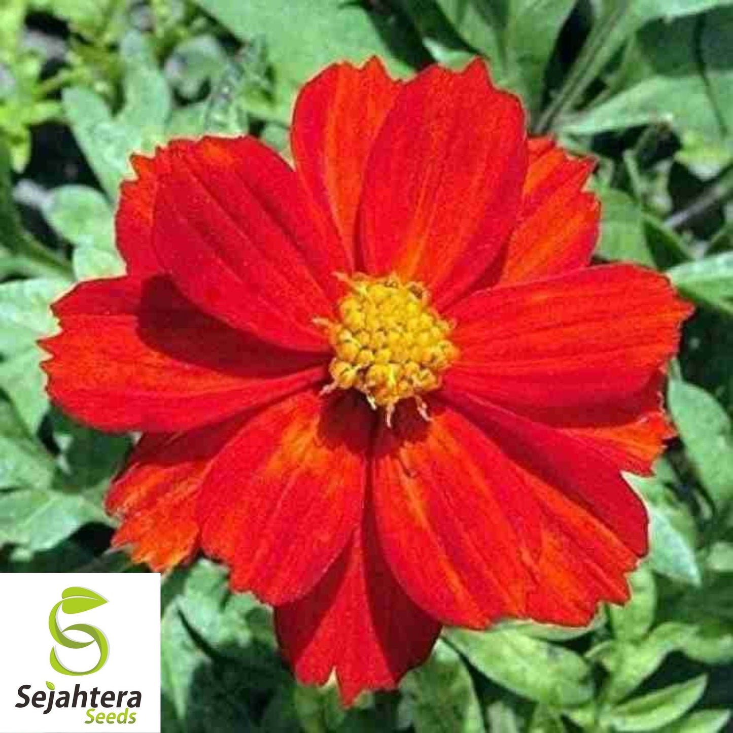 Cosmos Dwarf Red Sulphur Seeds 100 Ct | Cosmos sulphureus Annual Flower USA