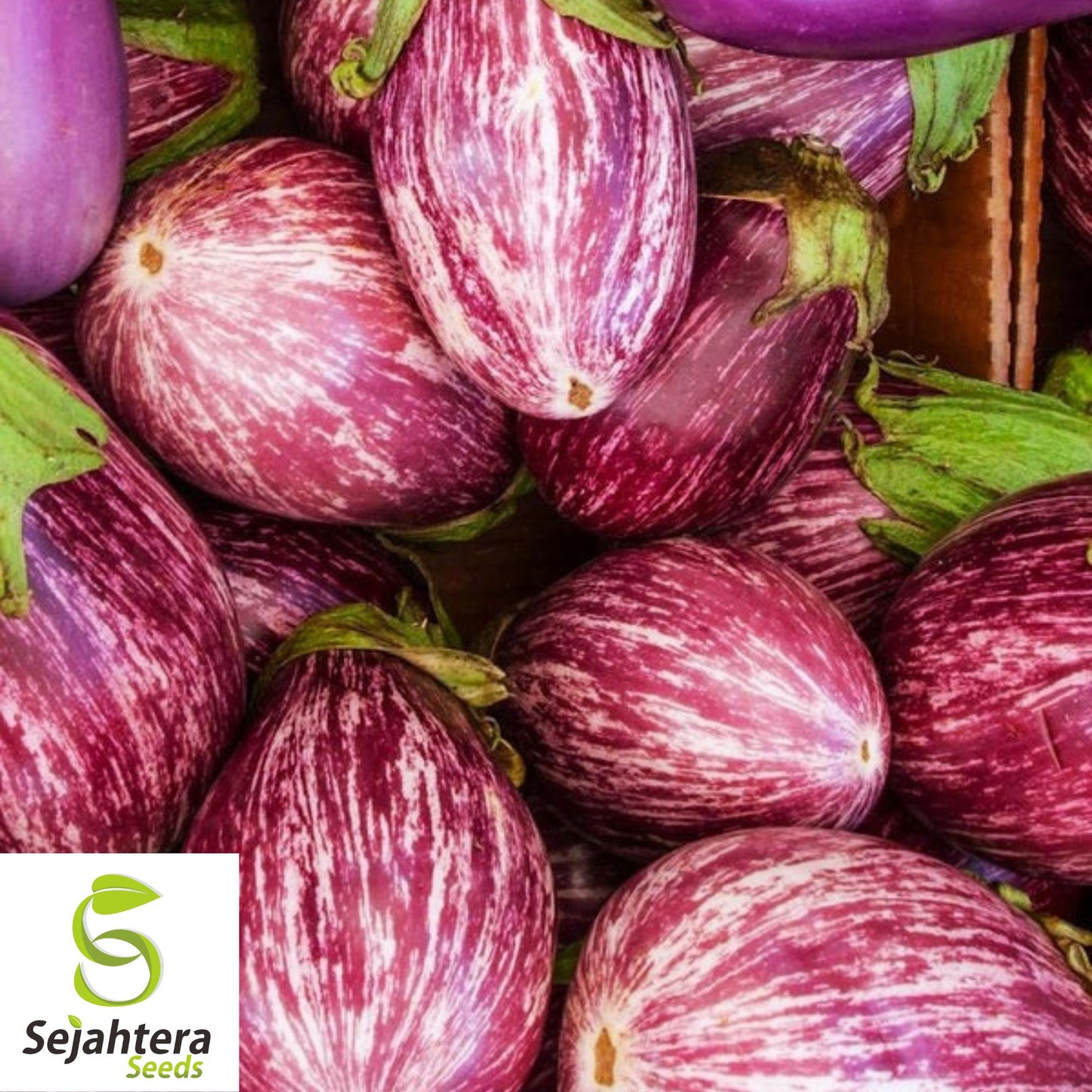 50+ Pandora Striped Rose Eggplant Seeds - Heirloom, Non-GMO & Unique Variety