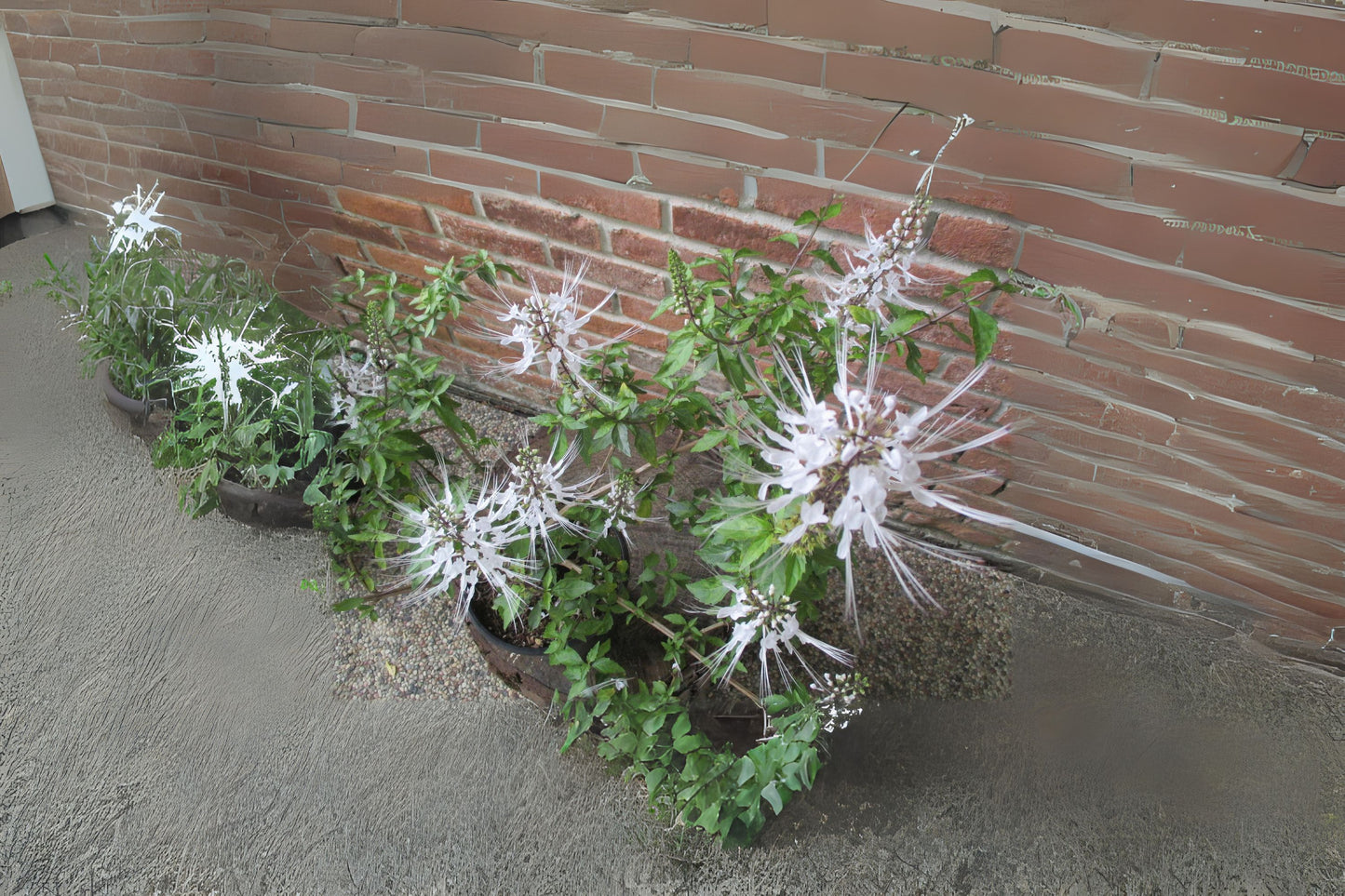 White Cat Whiskers Live Perennial Plant - Orthosiphon stamineus Starter in 4" Pot, Easy to Grow, Great for Gardens and Pots