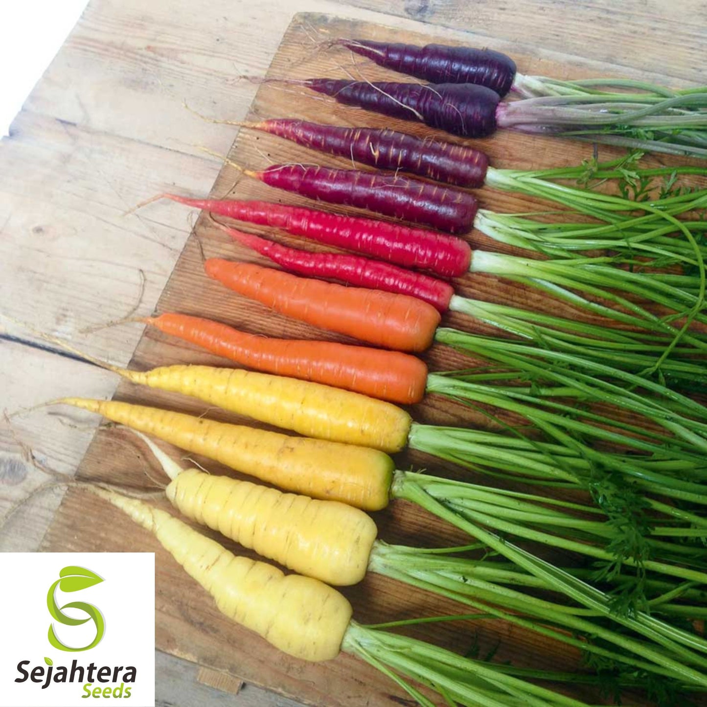 300 Rainbow Carrot Seeds - Non-GMO, Colorful & Sweet Variety