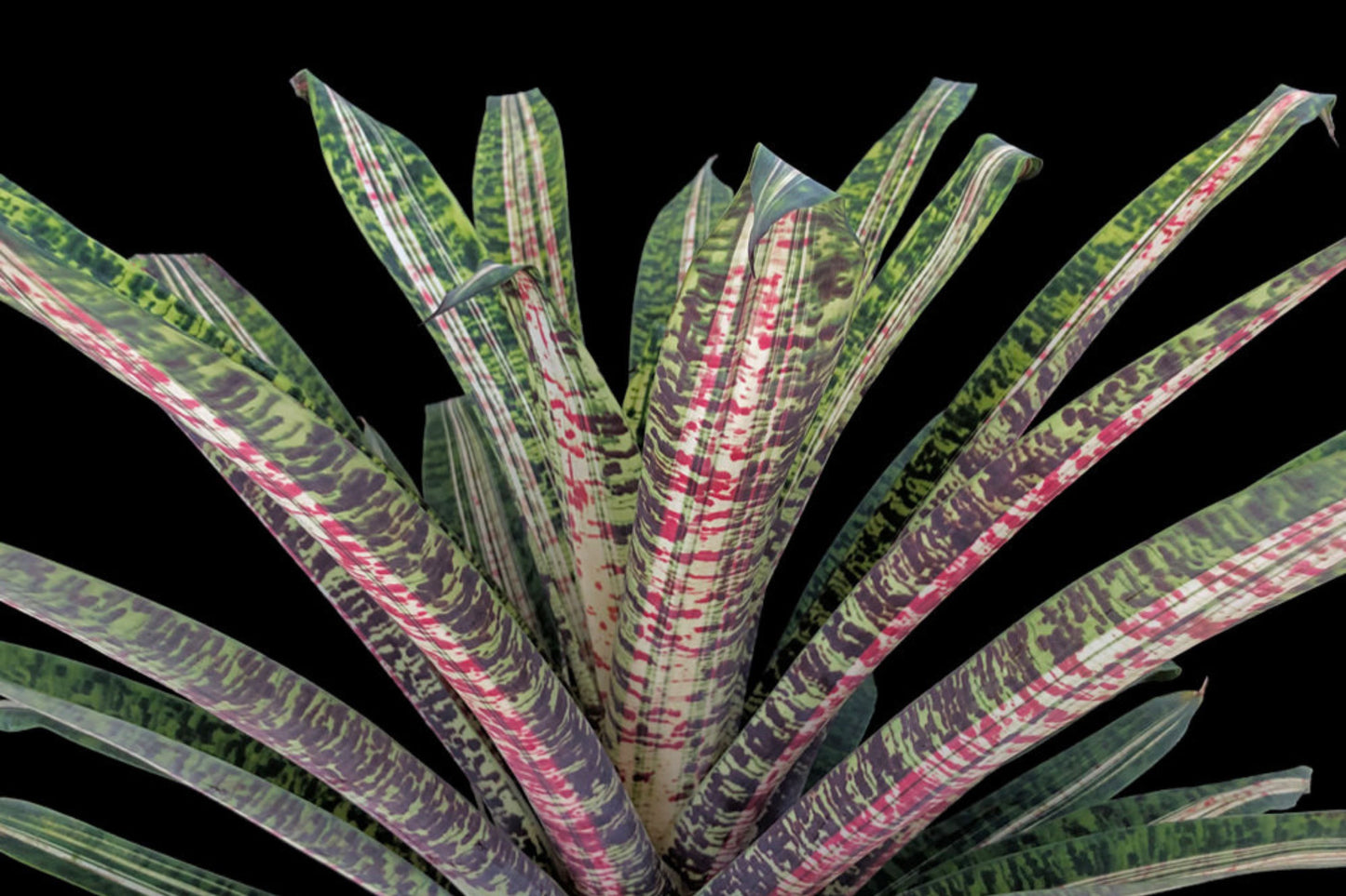 Bromeliad Plant Vriesea Ocean Mist - Variegated Green Foliage with Red Splotches - Vriesea Ospinae Gruberii - Shade/Partial Sun