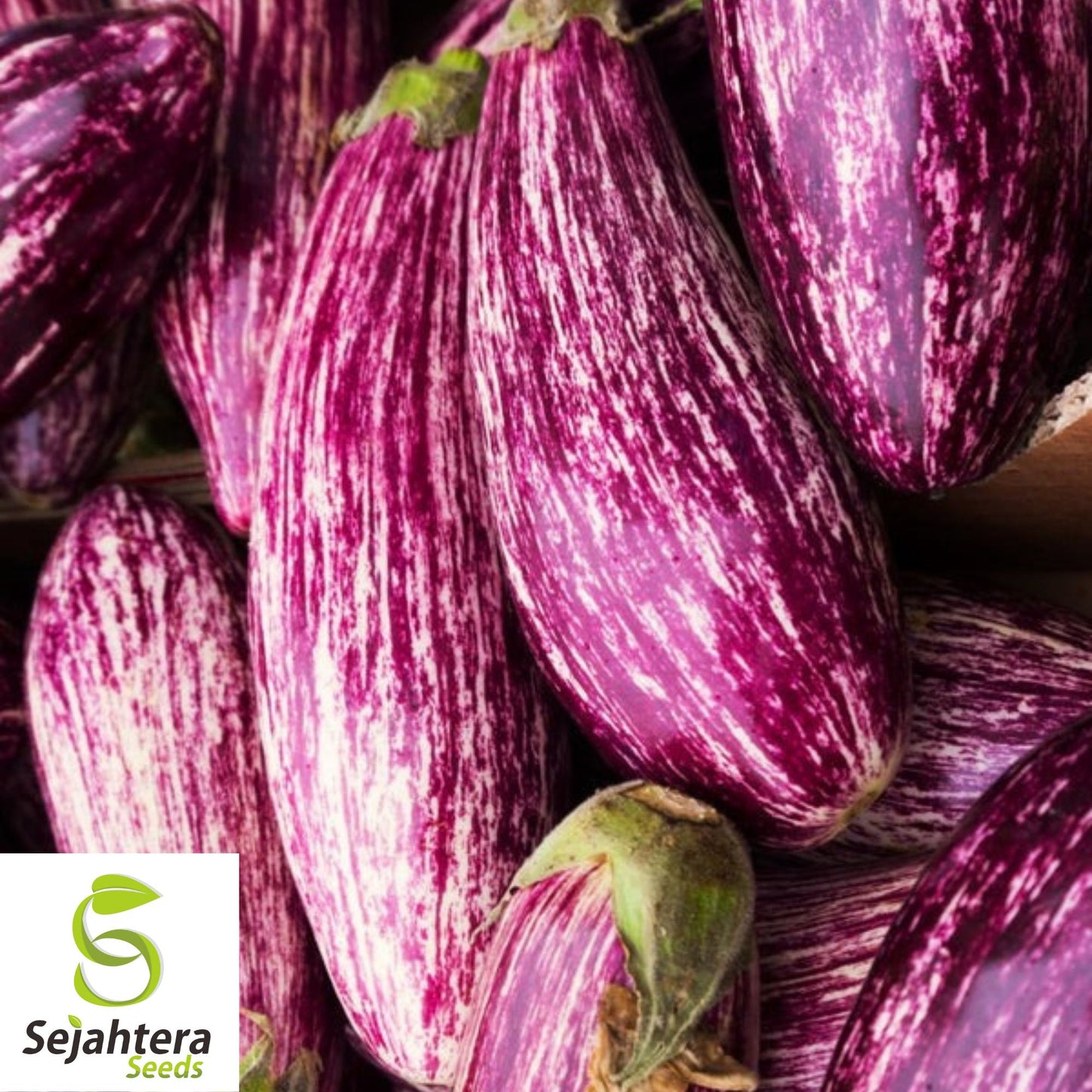 50+ Pandora Striped Rose Eggplant Seeds - Heirloom, Non-GMO & Unique Variety