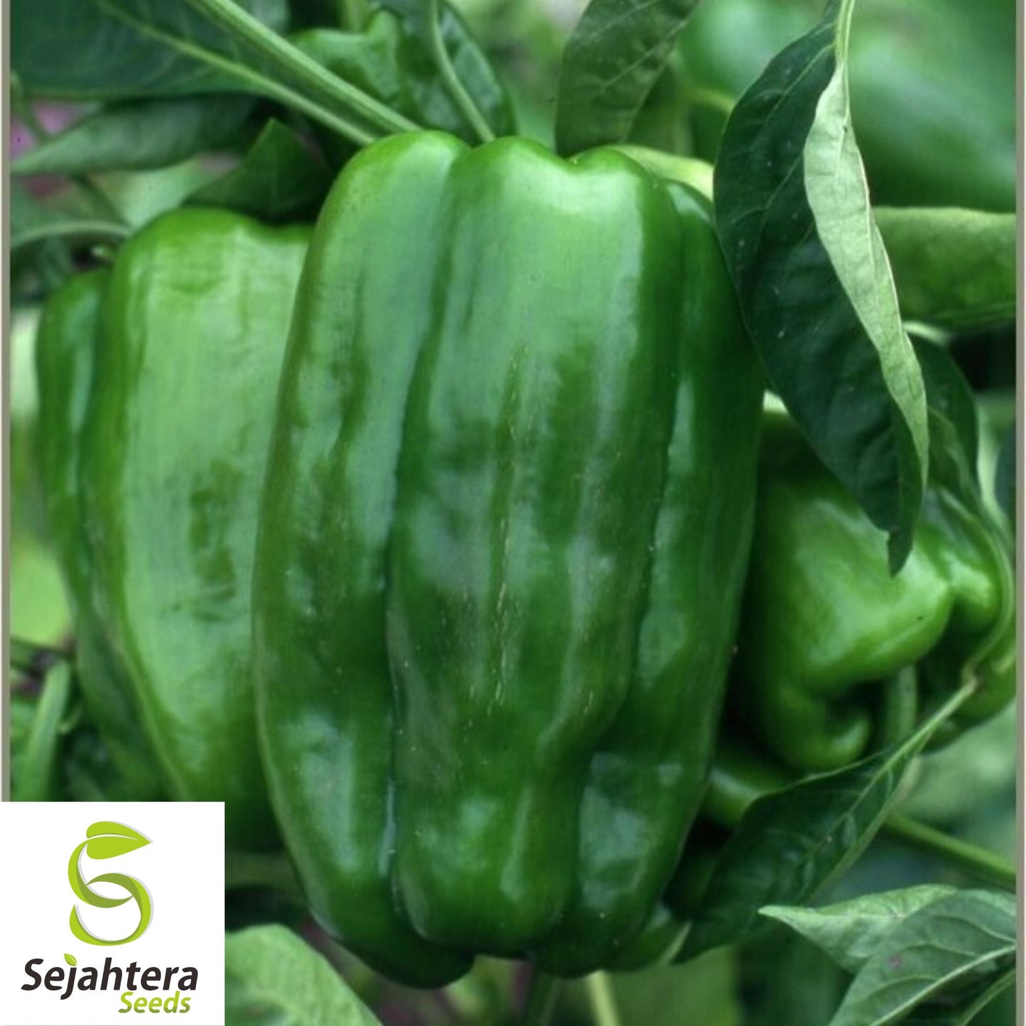 Big Bertha Sweet Pepper Seeds - 100+ Organic Heirloom - Huge & Non-GMO