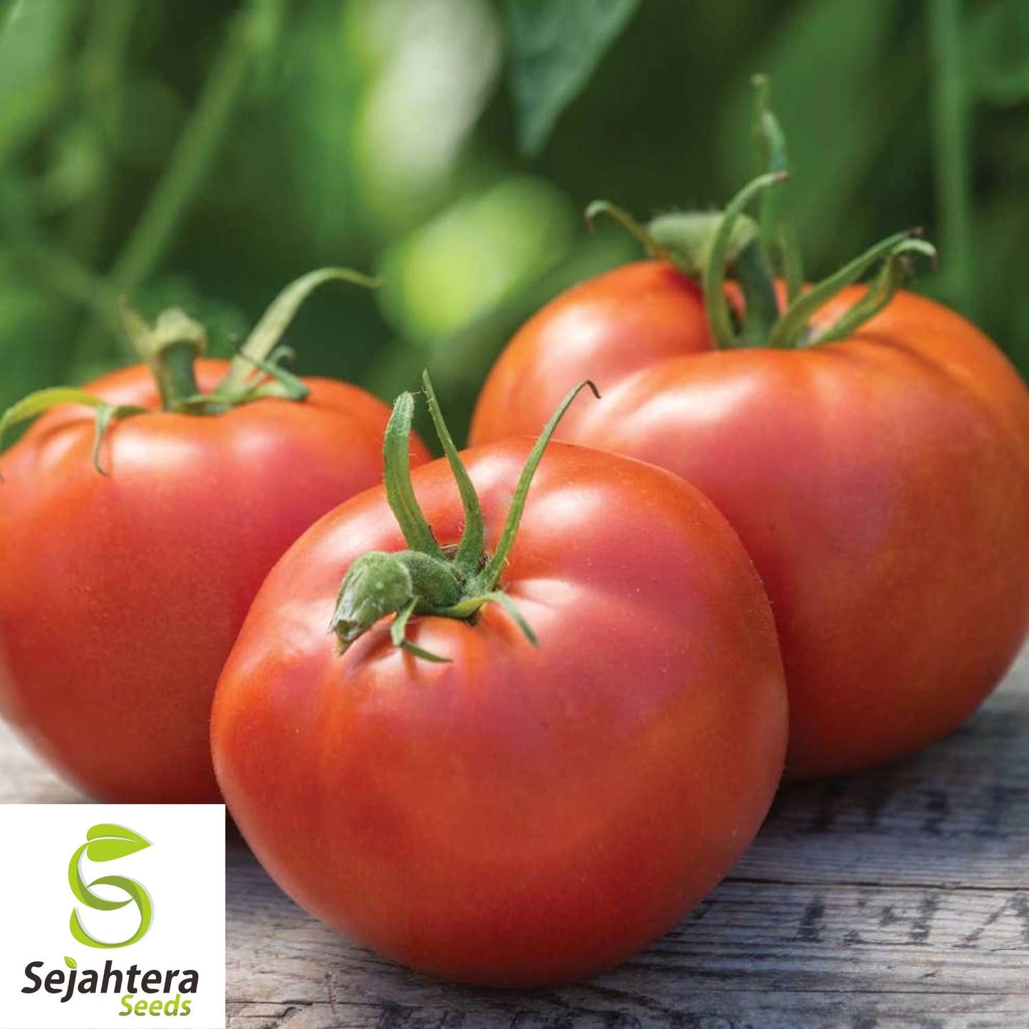 Burpee's Big Boy Tomato Seeds - 30+ Hybrid - Organic & Non-GMO - High Yield
