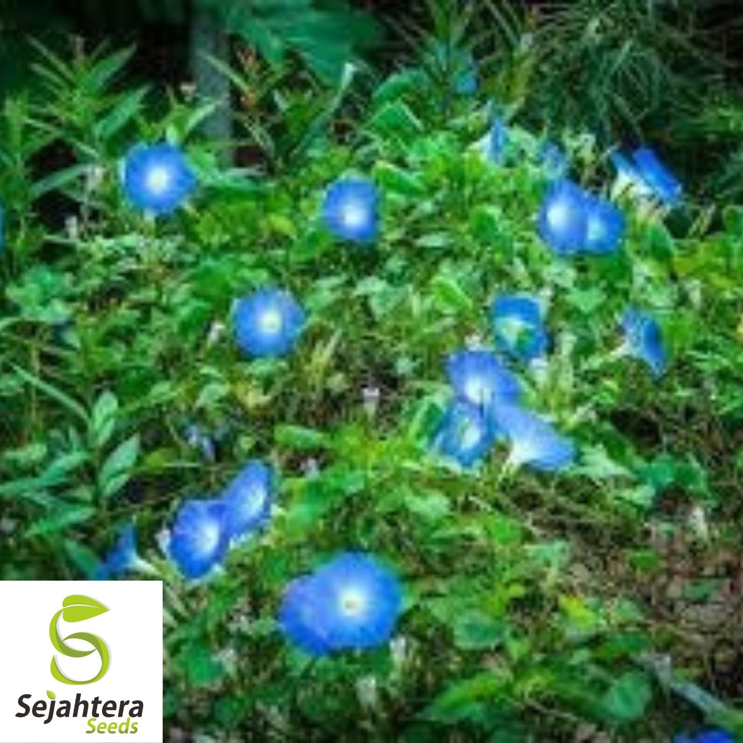 1,400+ Heavenly Blue Morning Glory Seeds - Fast-Growing Vine, Non-GMO, Bulk