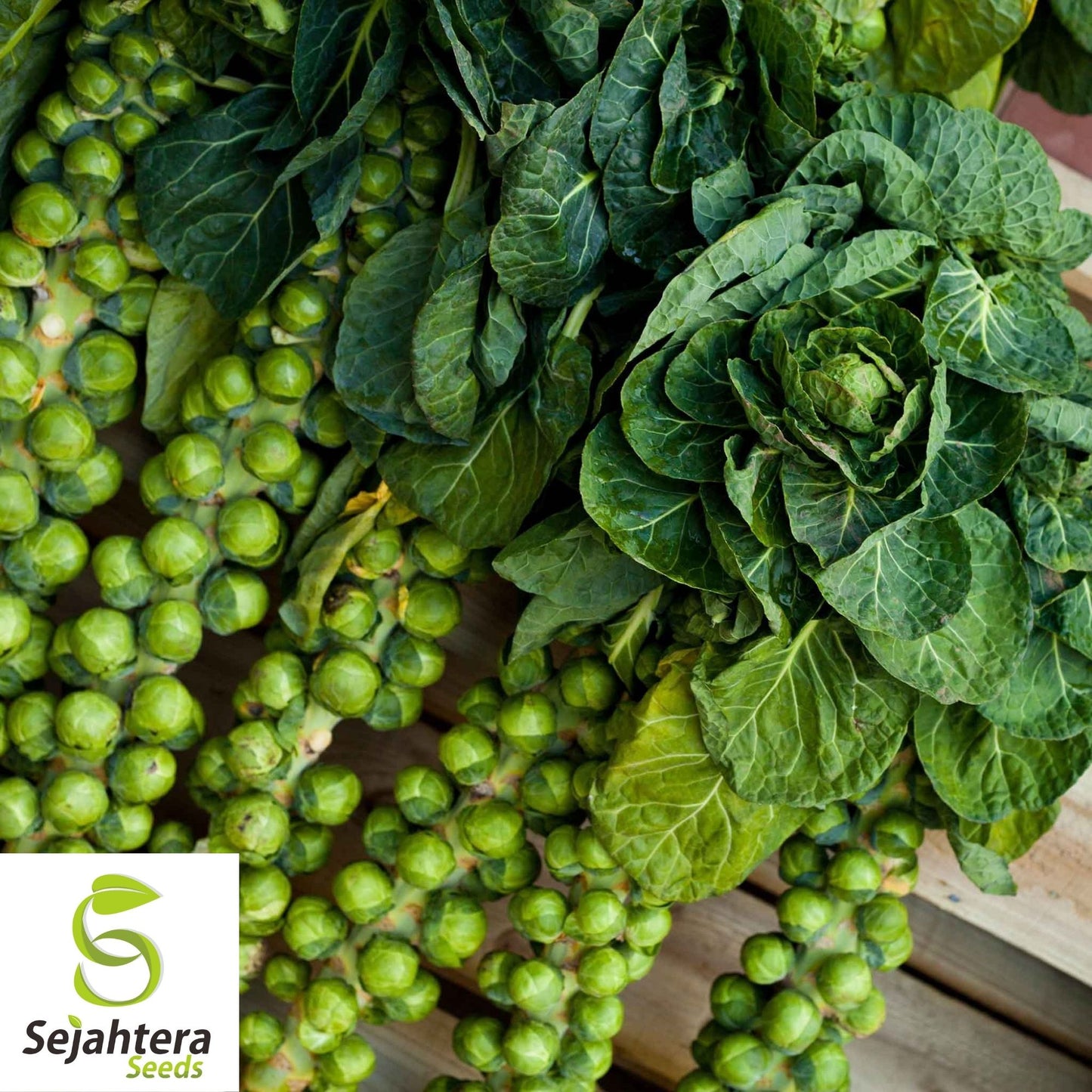 Brussel Sprouts Catskill Seeds 300+ | Heirloom NON-GMO Vegetable Garden USA
