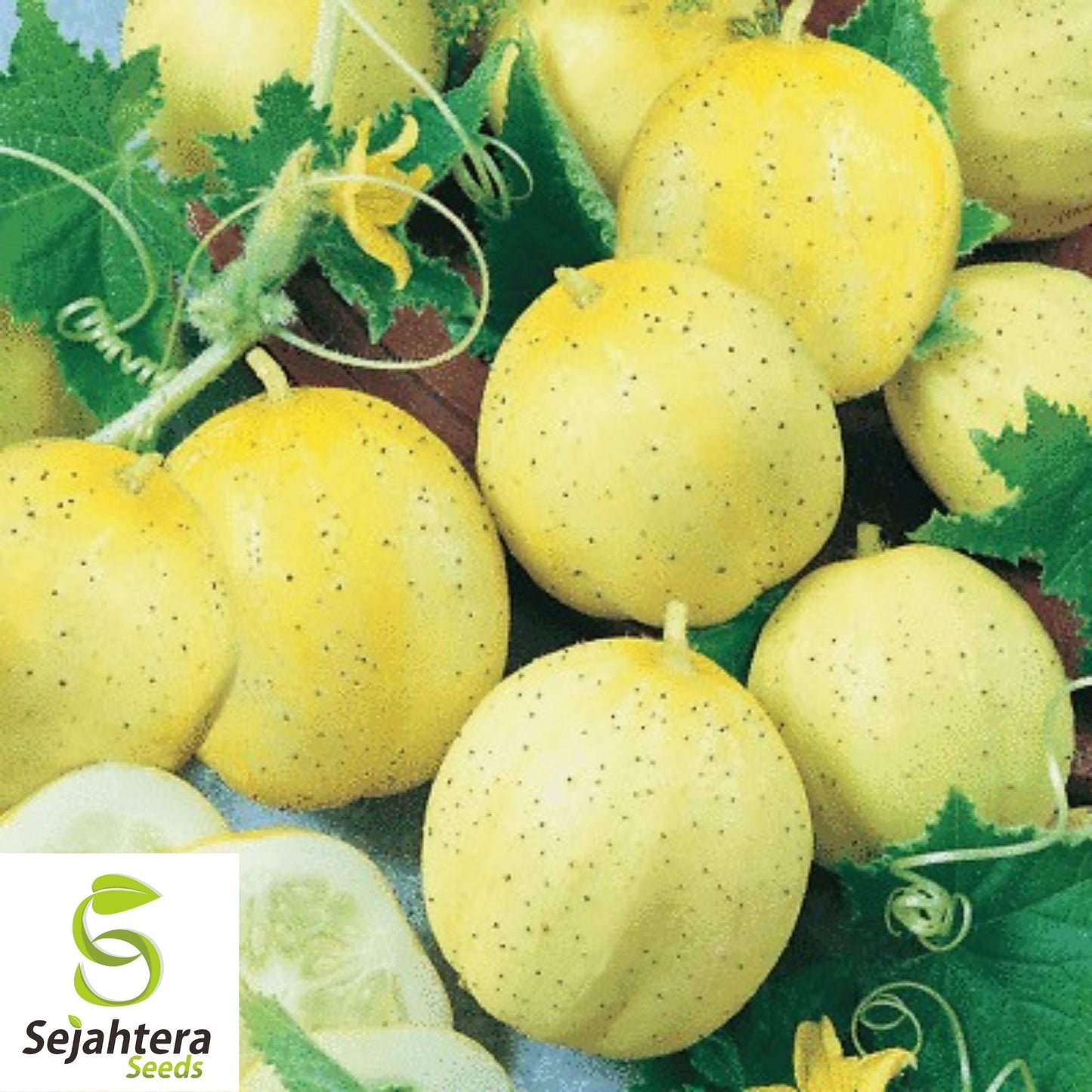 Lemon Cucumber Seeds 60+ | Heirloom Vegetable Garden NON-GMO USA