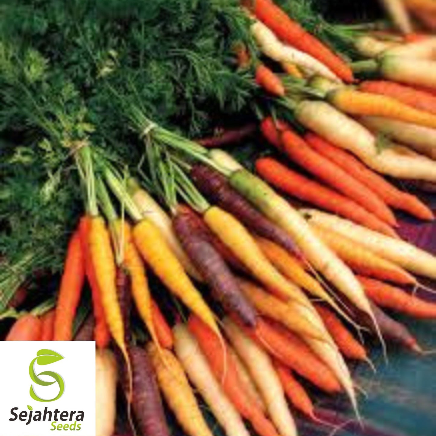 300 Rainbow Carrot Seeds - Non-GMO, Colorful & Sweet Variety