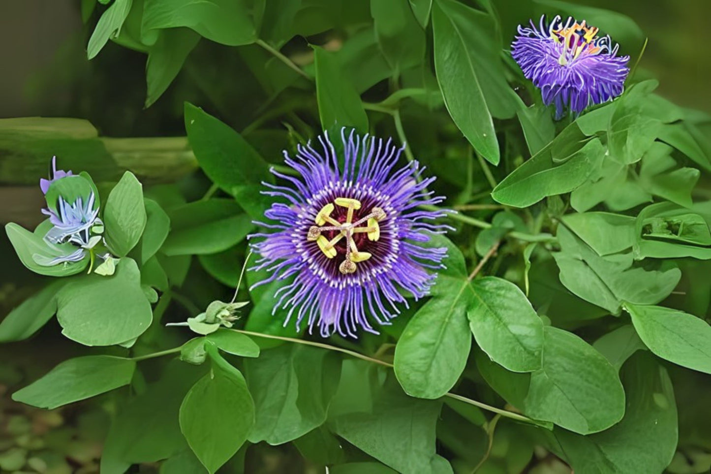Purple Passion Flower Vine Plant - Live Starter Plant Passiflora Incarnata x Cincinnata - 6 to 12 Inches - Vibrant Violet Blue Color