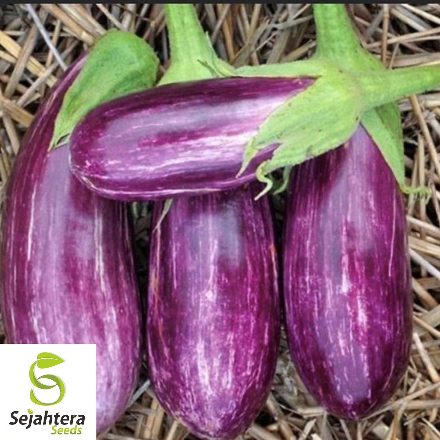 50+ Pandora Striped Rose Eggplant Seeds - Heirloom, Non-GMO & Unique Variety