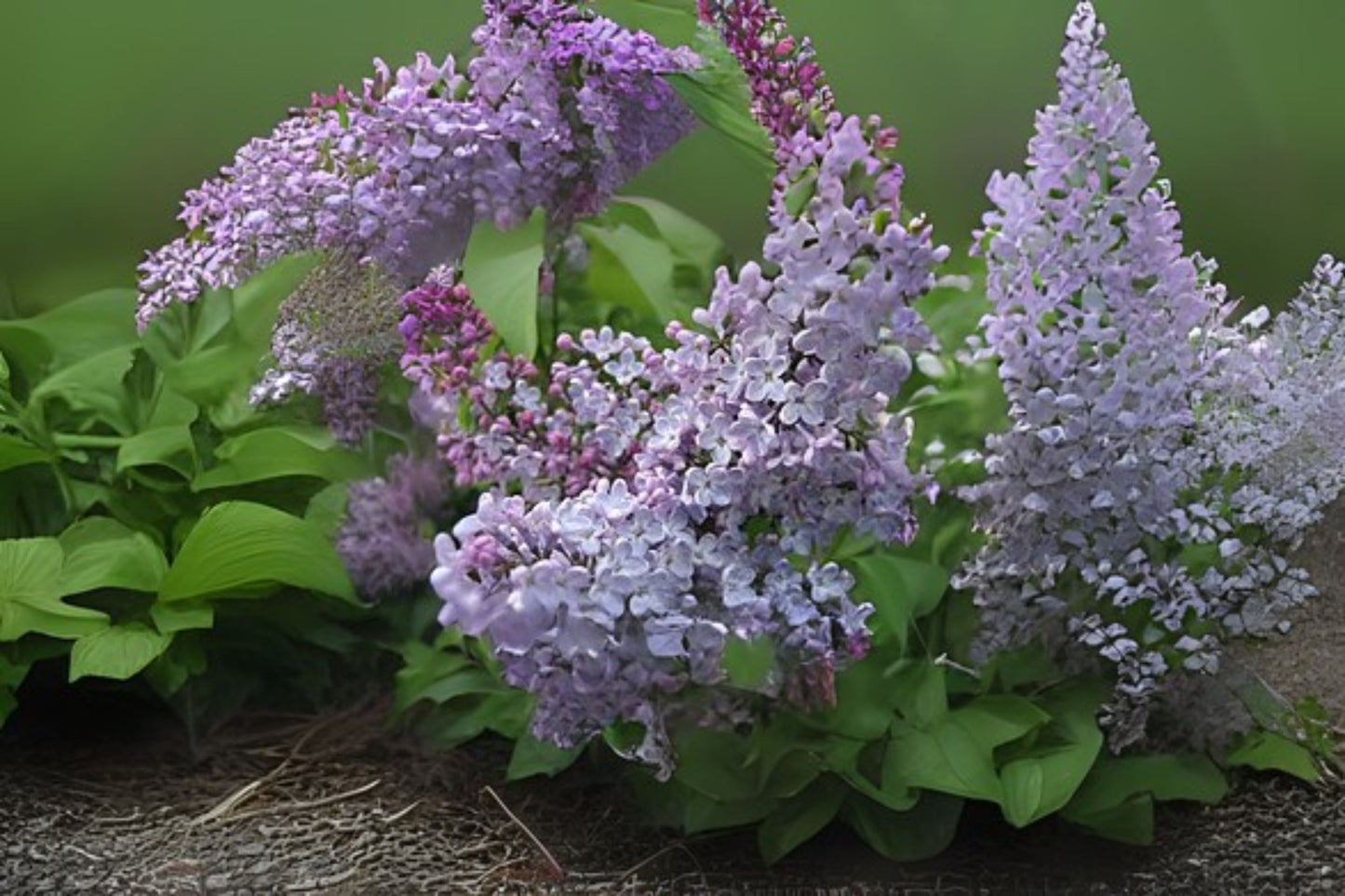 Early Lilac (Syringa oblata)