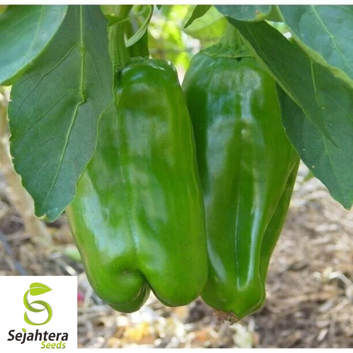 Big Bertha Sweet Pepper Seeds - 100+ Organic Heirloom - Huge & Non-GMO