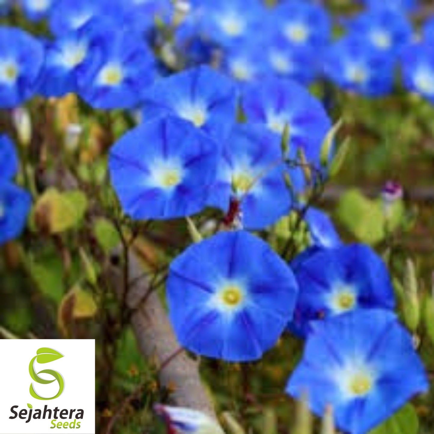 1,400+ Heavenly Blue Morning Glory Seeds - Fast-Growing Vine, Non-GMO, Bulk