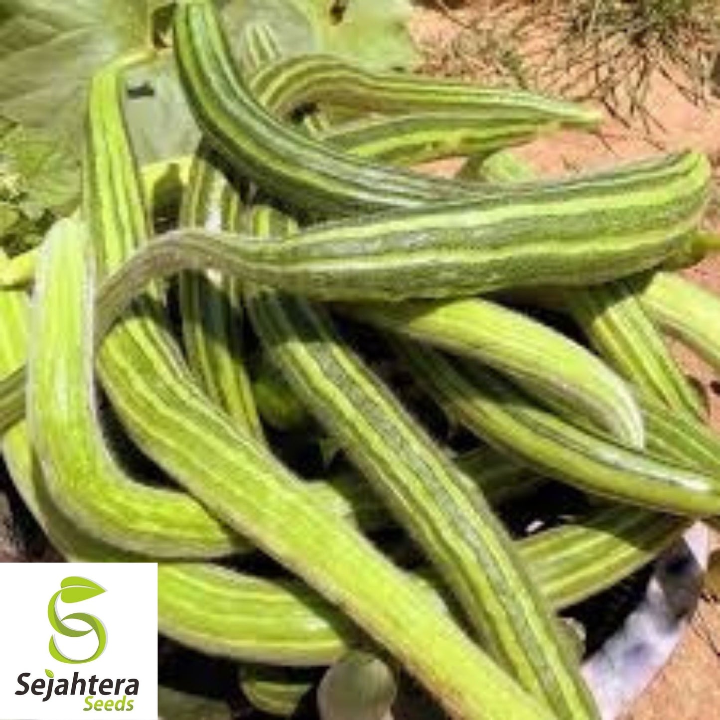 Pale Armenian Cucumber Seeds 50+ | Long Snake Serpent Vegetable NON-GMO USA