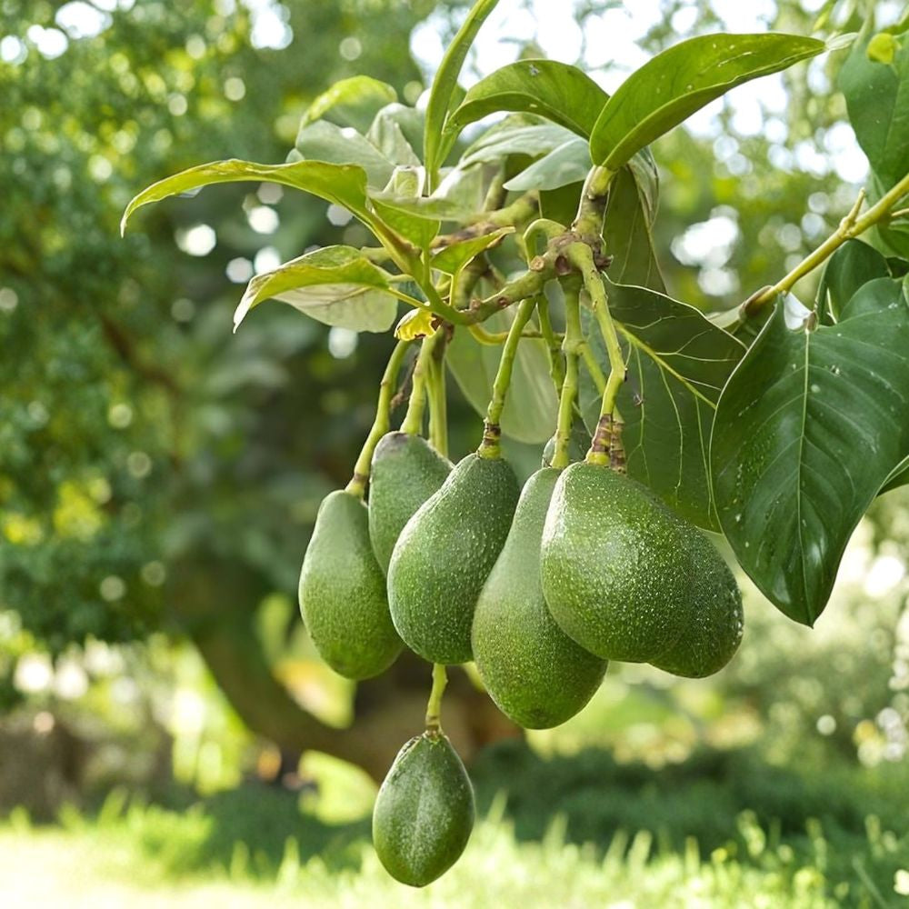 Genuine Fuerte Avocado Scions – Persea americana 5 Fresh Cuttings | Budwood for Grafting Only Authentic Fuerte | Productive Mother Tree | For Experienced Growers