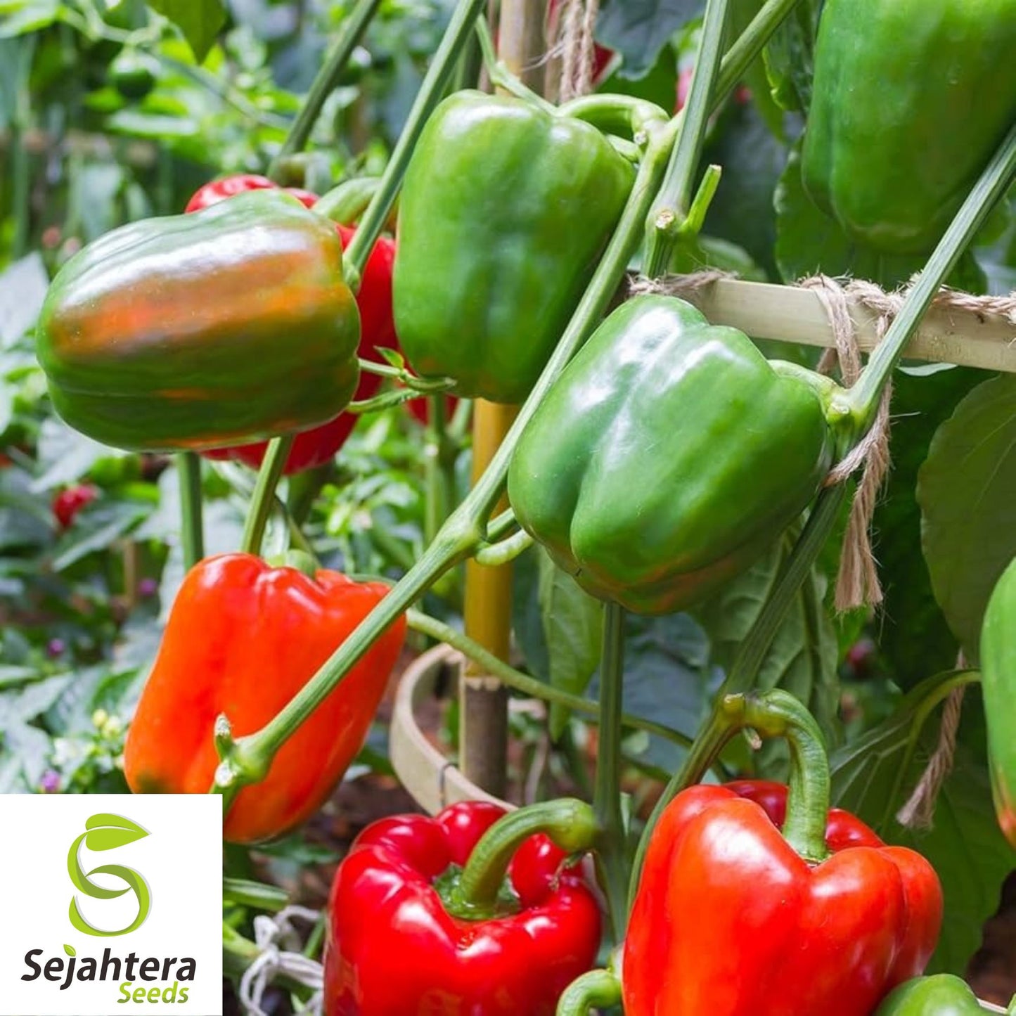 Big Bertha Sweet Pepper Seeds - 100+ Organic Heirloom - Huge & Non-GMO