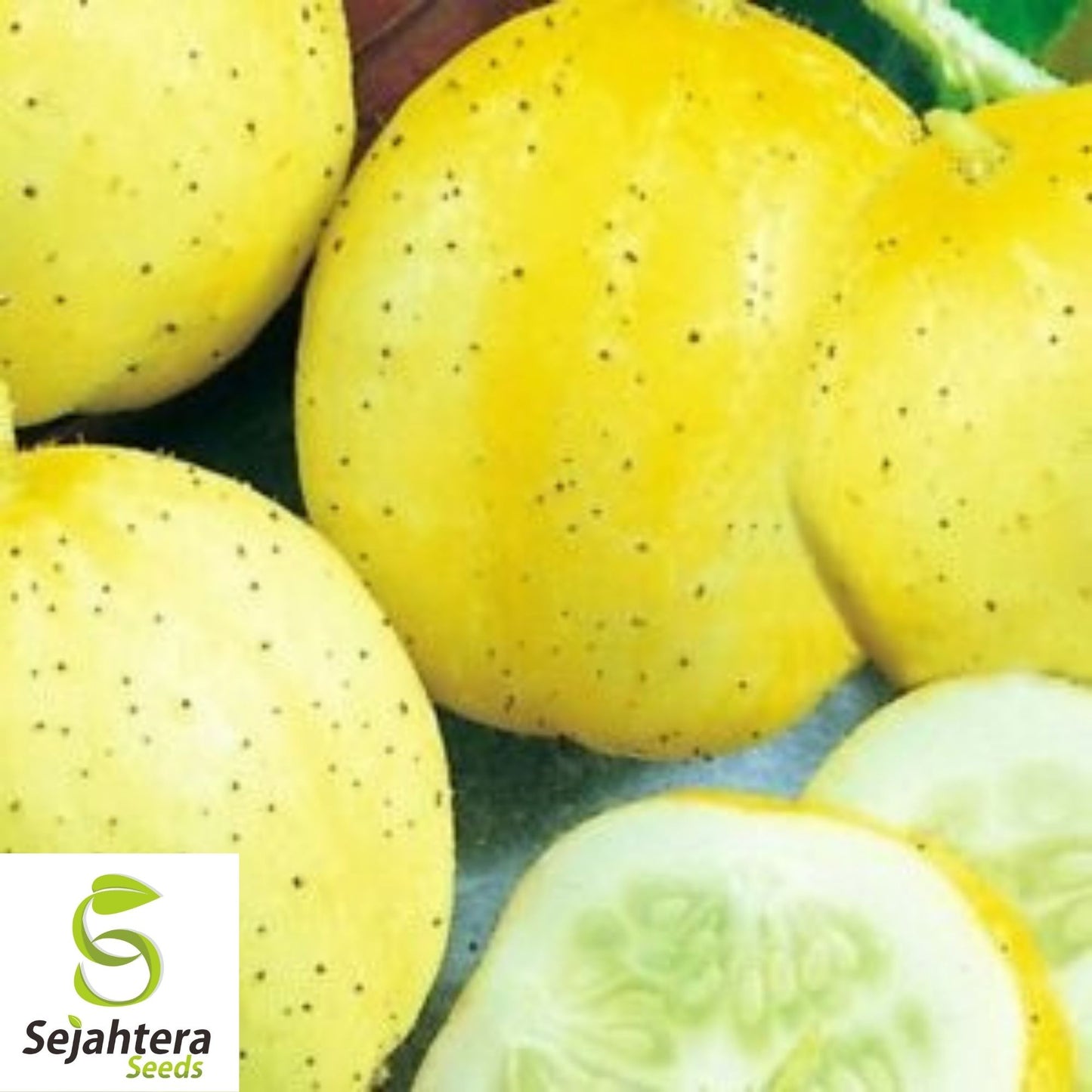 Lemon Cucumber Seeds 60+ | Heirloom Vegetable Garden NON-GMO USA