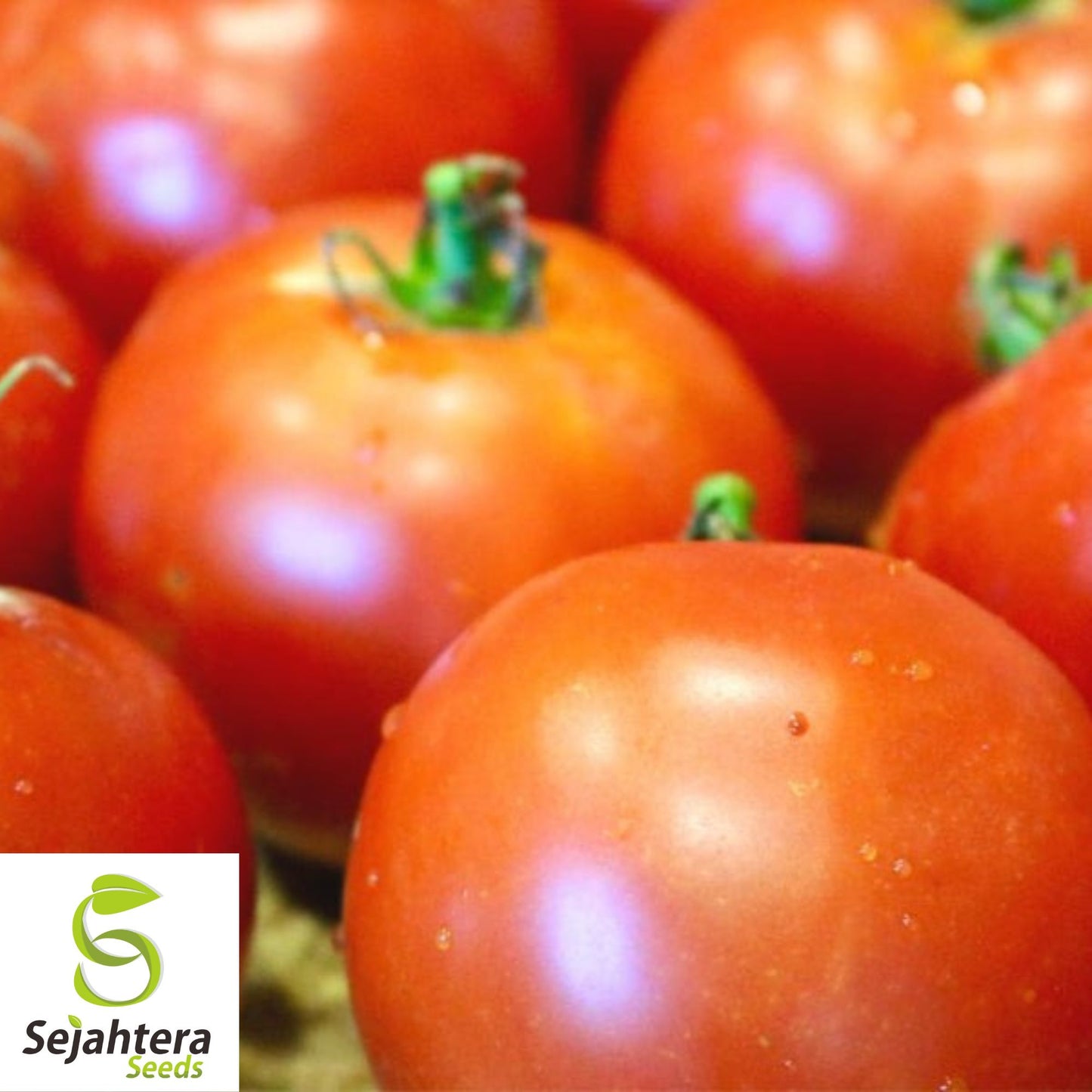 Burpee's Big Boy Tomato Seeds - 30+ Hybrid - Organic & Non-GMO - High Yield