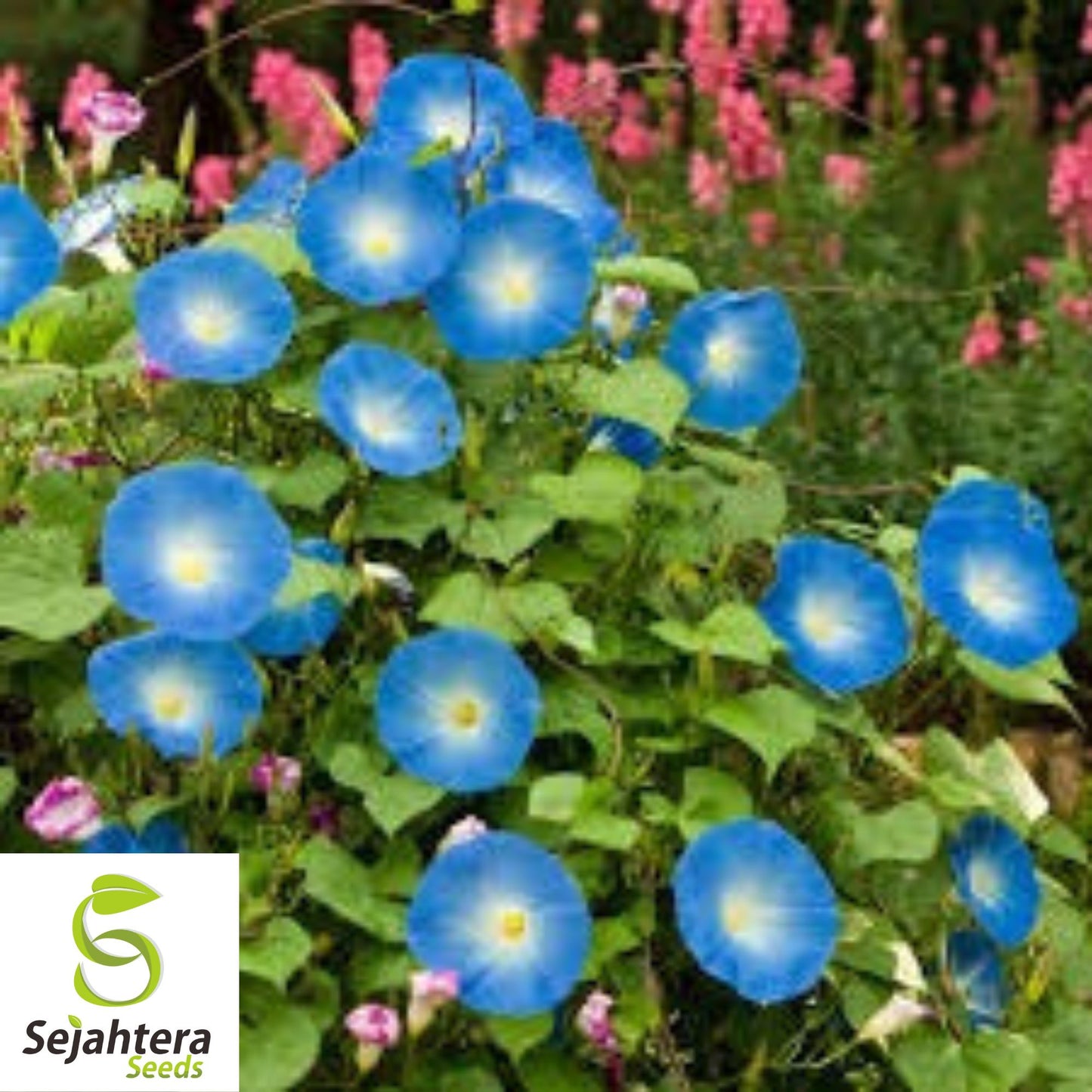 1,400+ Heavenly Blue Morning Glory Seeds - Fast-Growing Vine, Non-GMO, Bulk
