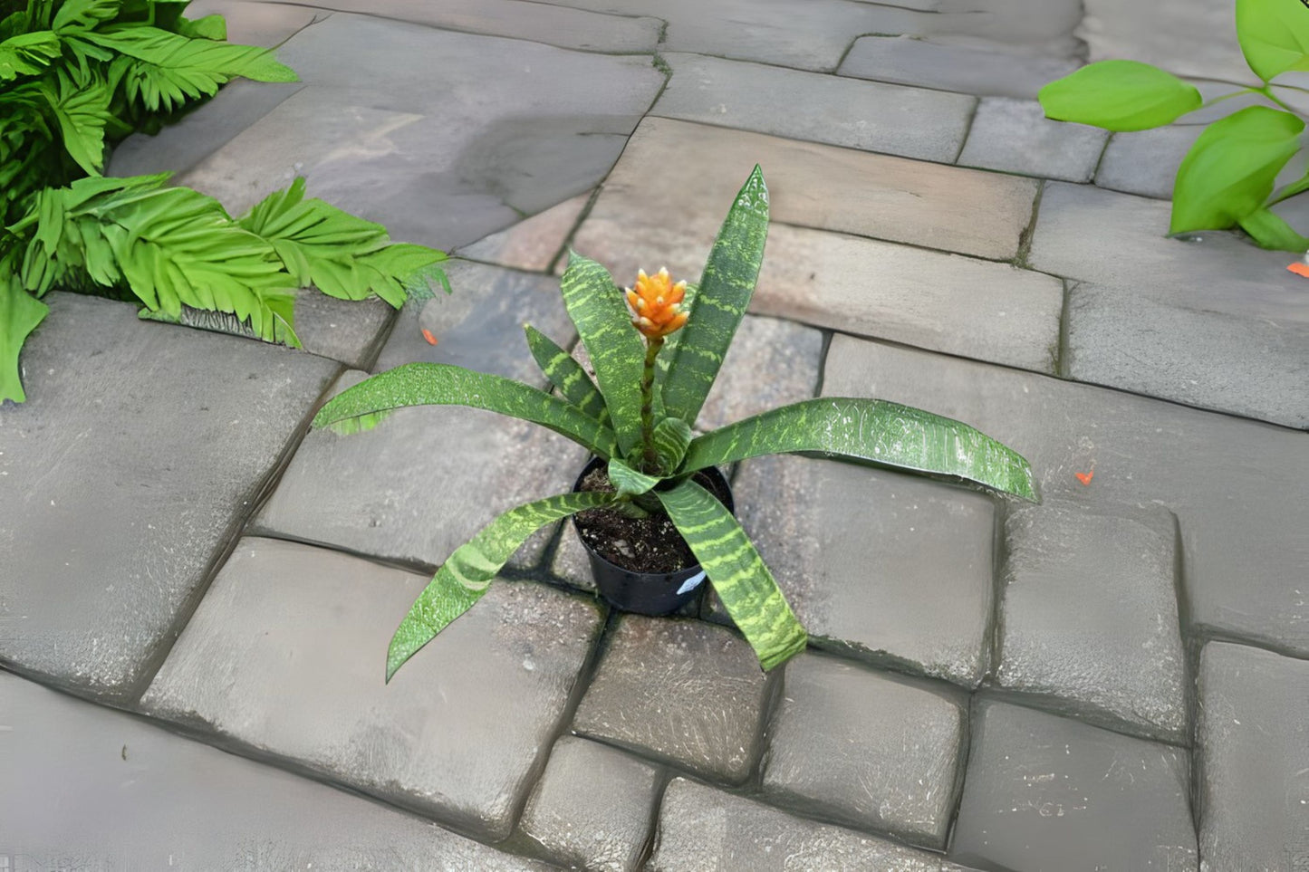 Bromeliad Guzmania Musaica Plant - Green Foliage with Orange and Yellow Inflorescence - Guzmania Musaica