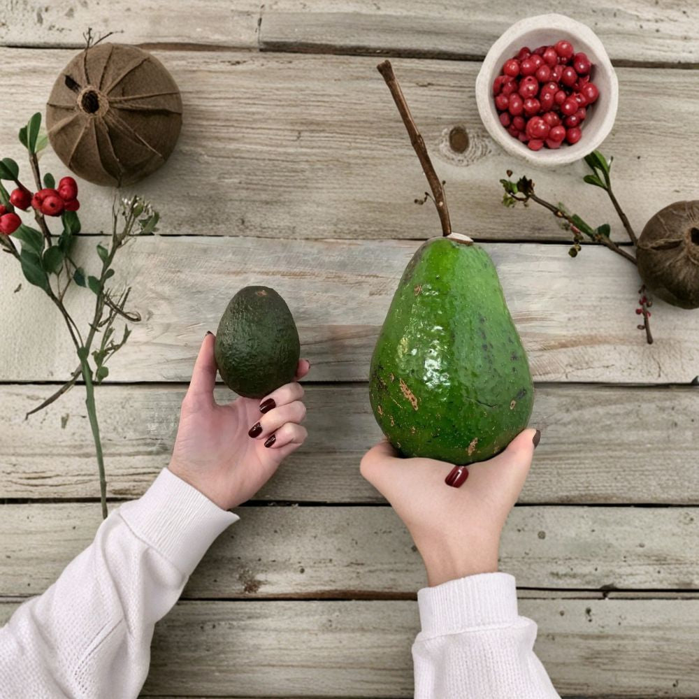 Avozilla Avocado Tree – World’s Largest Variety Grafted Live Plant | 3 Feet Tall | Organic & Naturally Grown Rare Giant Avocado | Non GMO | Collector Favorite