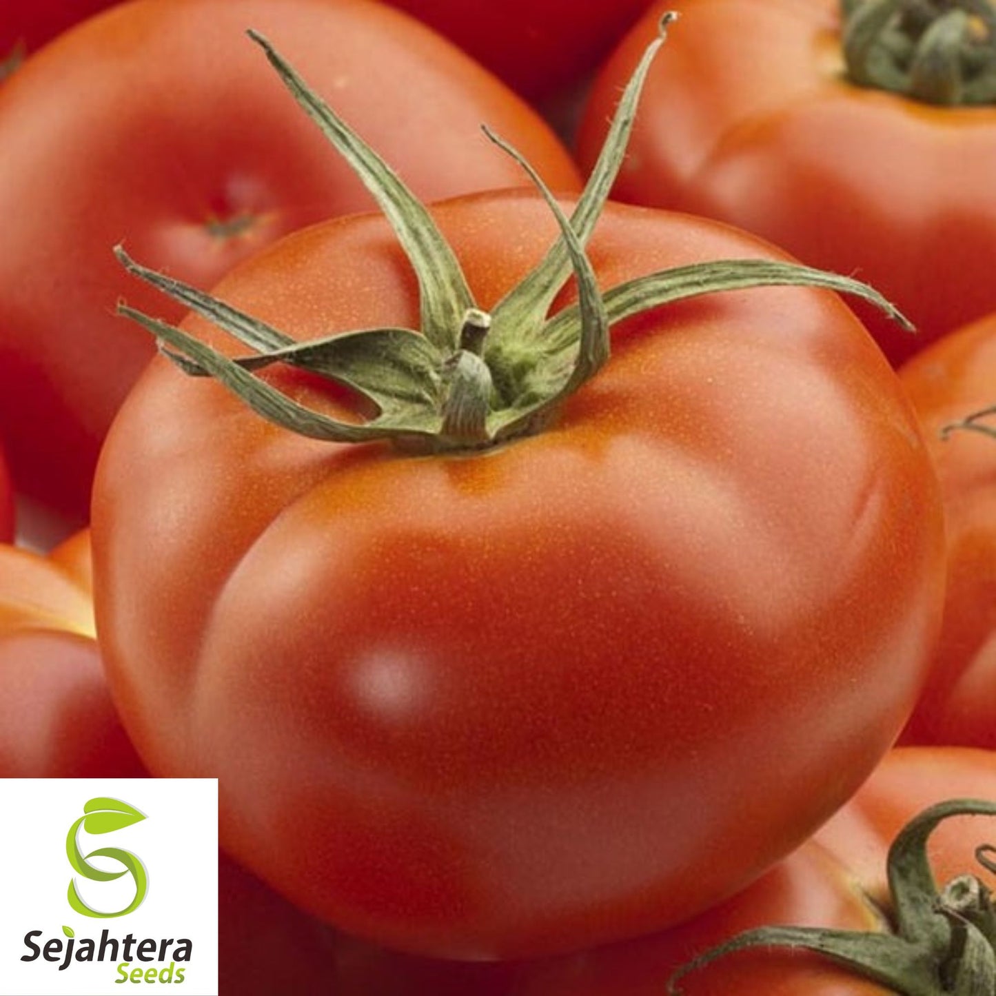 Burpee's Big Boy Tomato Seeds - 30+ Hybrid - Organic & Non-GMO - High Yield