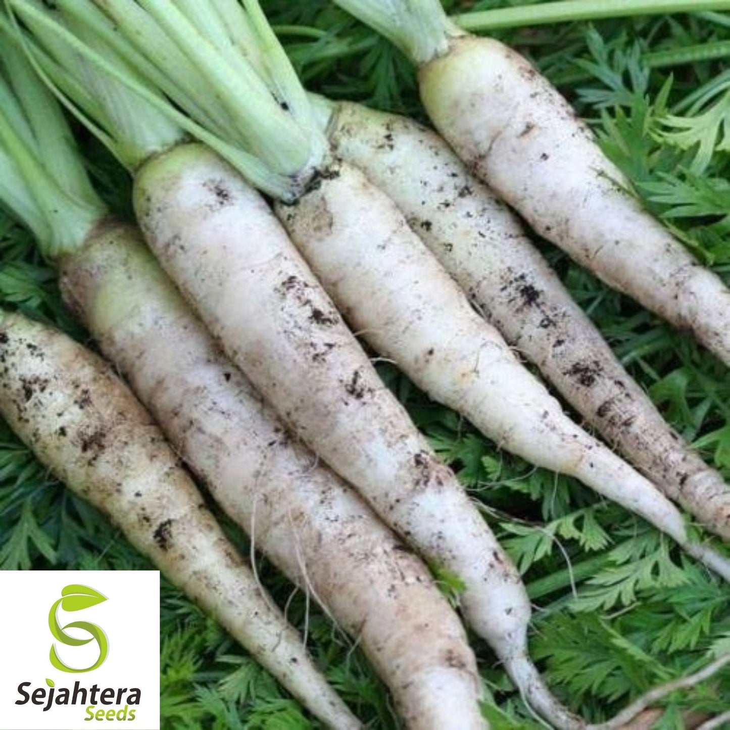 Lunar White Carrot Seeds 400+ | Heirloom Vegetable Garden NON-GMO USA