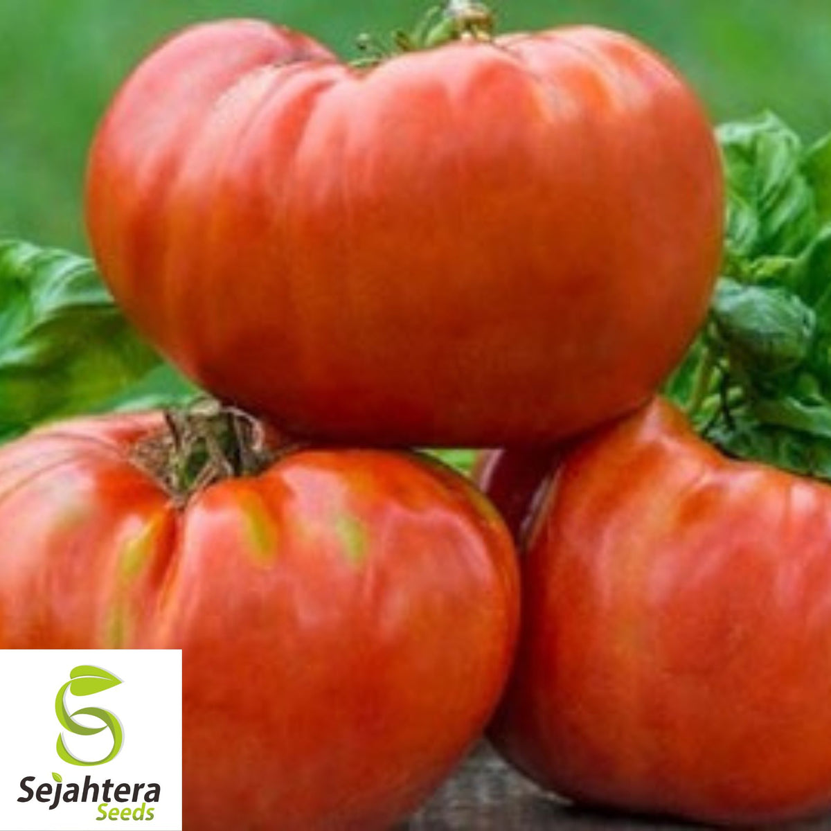 Desert Tomato Seeds {Lycium andersonii} 50+ Seeds with Chaff