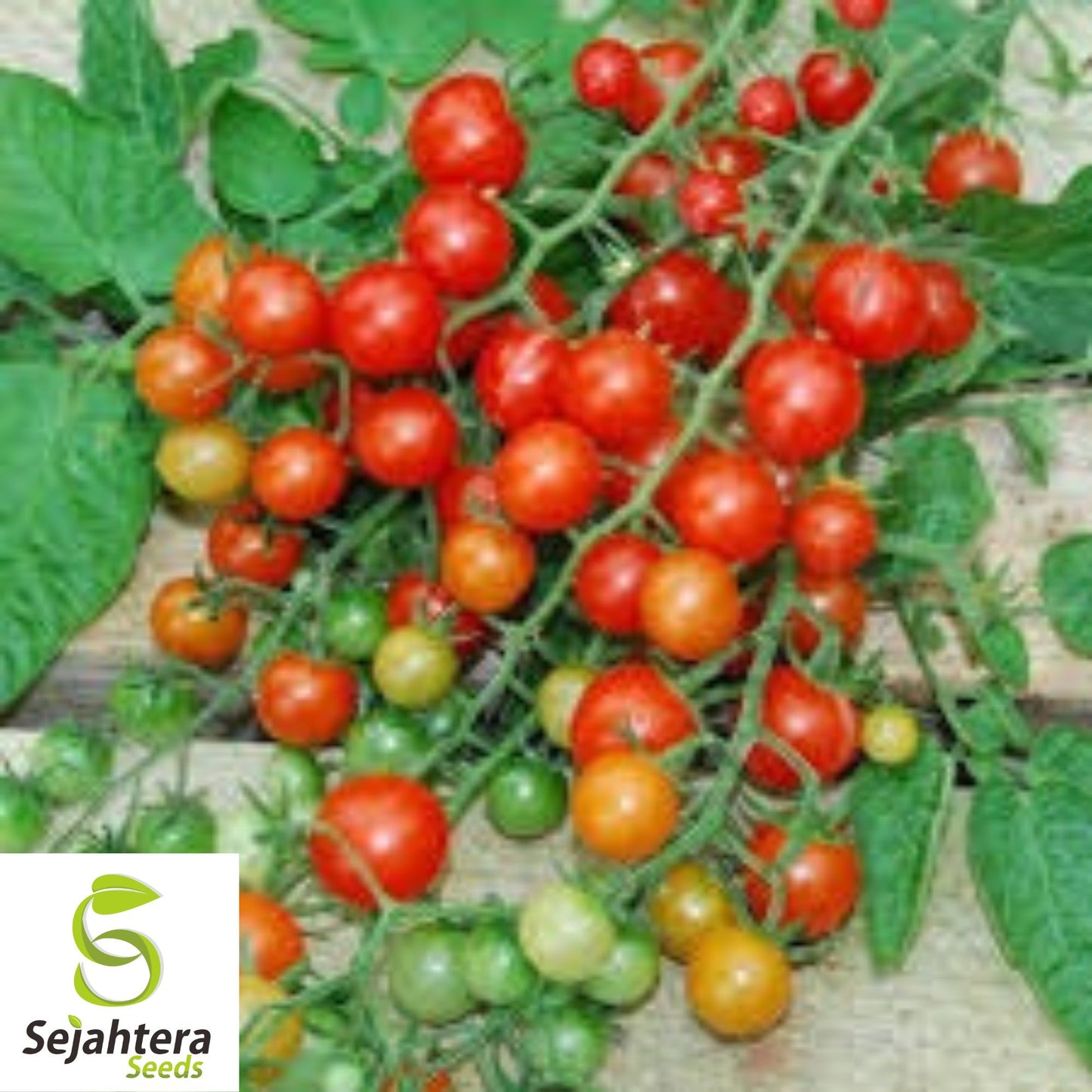 Red Currant Tomato Seeds - 10+ Heirloom, Organic, Non-GMO & Fresh