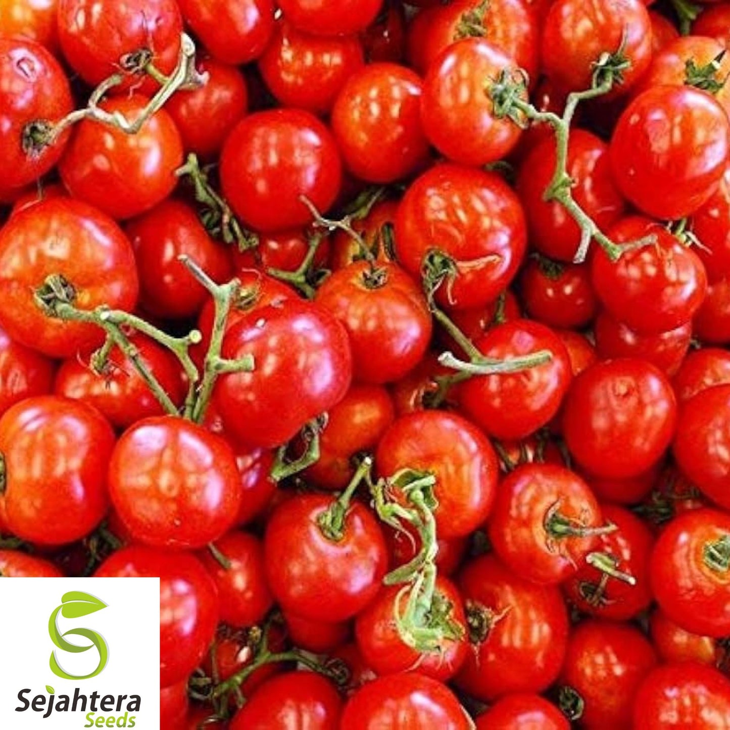 30+ Trip-L-Crop Tomato Seeds - Heirloom, Huge, 15ft Vines, Rare & High-Yield