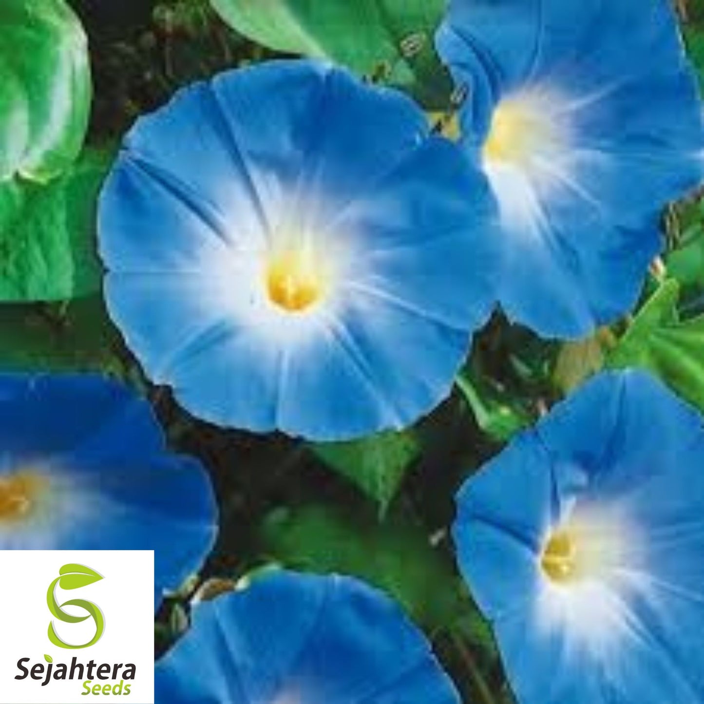 1,400+ Heavenly Blue Morning Glory Seeds - Fast-Growing Vine, Non-GMO, Bulk