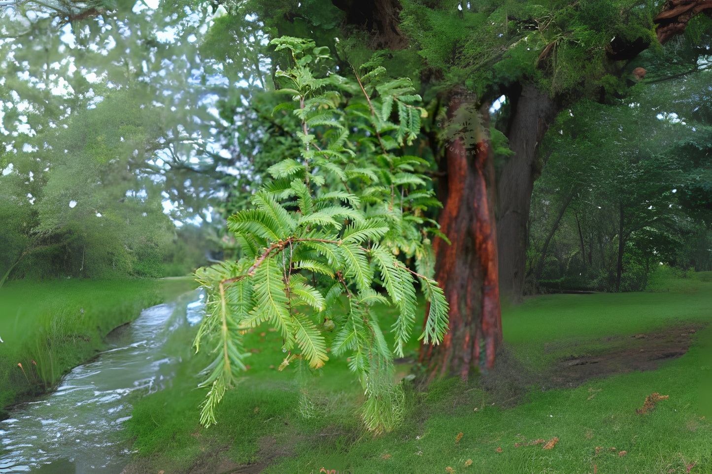 Dawn Redwood (Metasequoia glyptostroboides)
