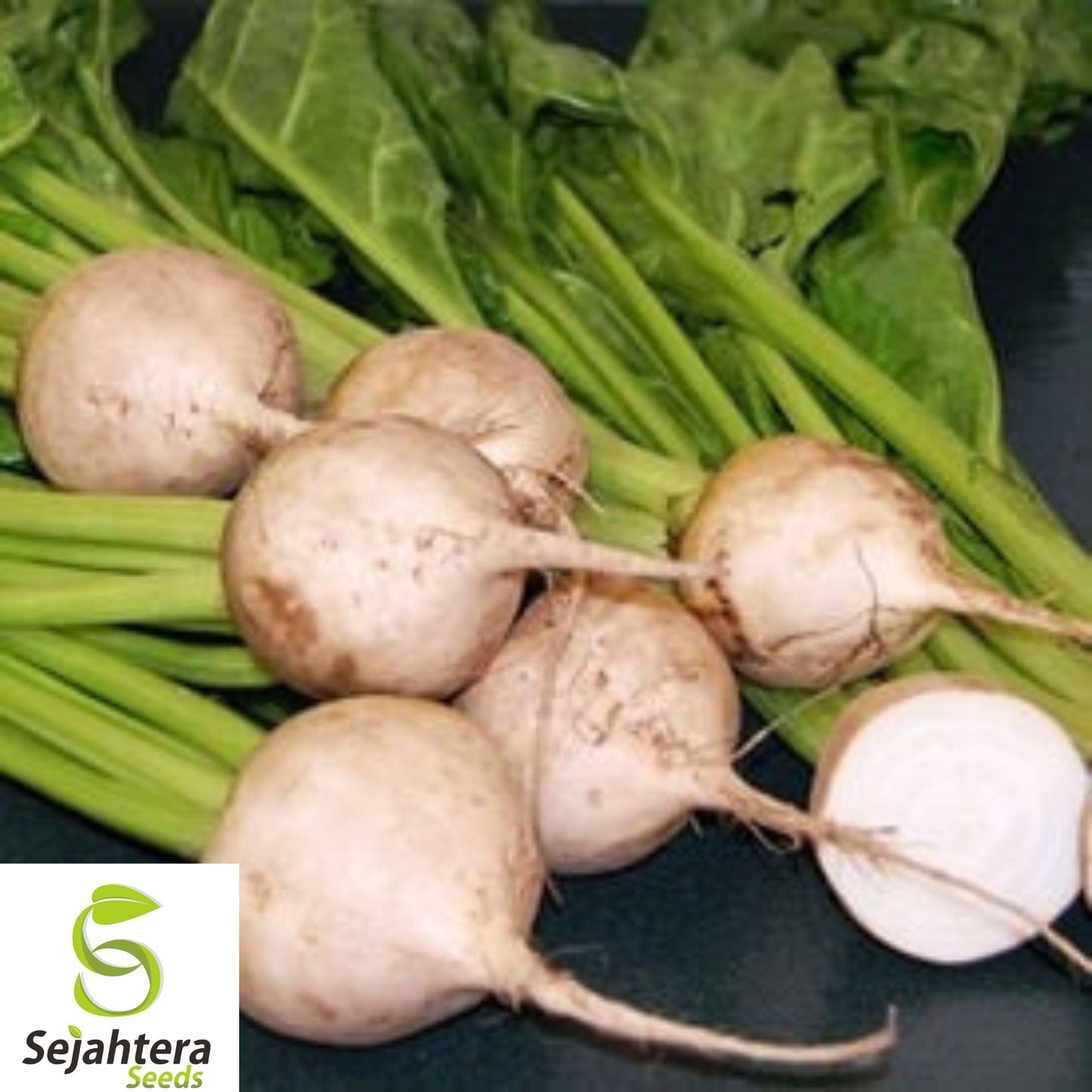 1000+ White Albino Beet Seeds - Heirloom, Organic, Non-GMO, Sweet & Tender Variety