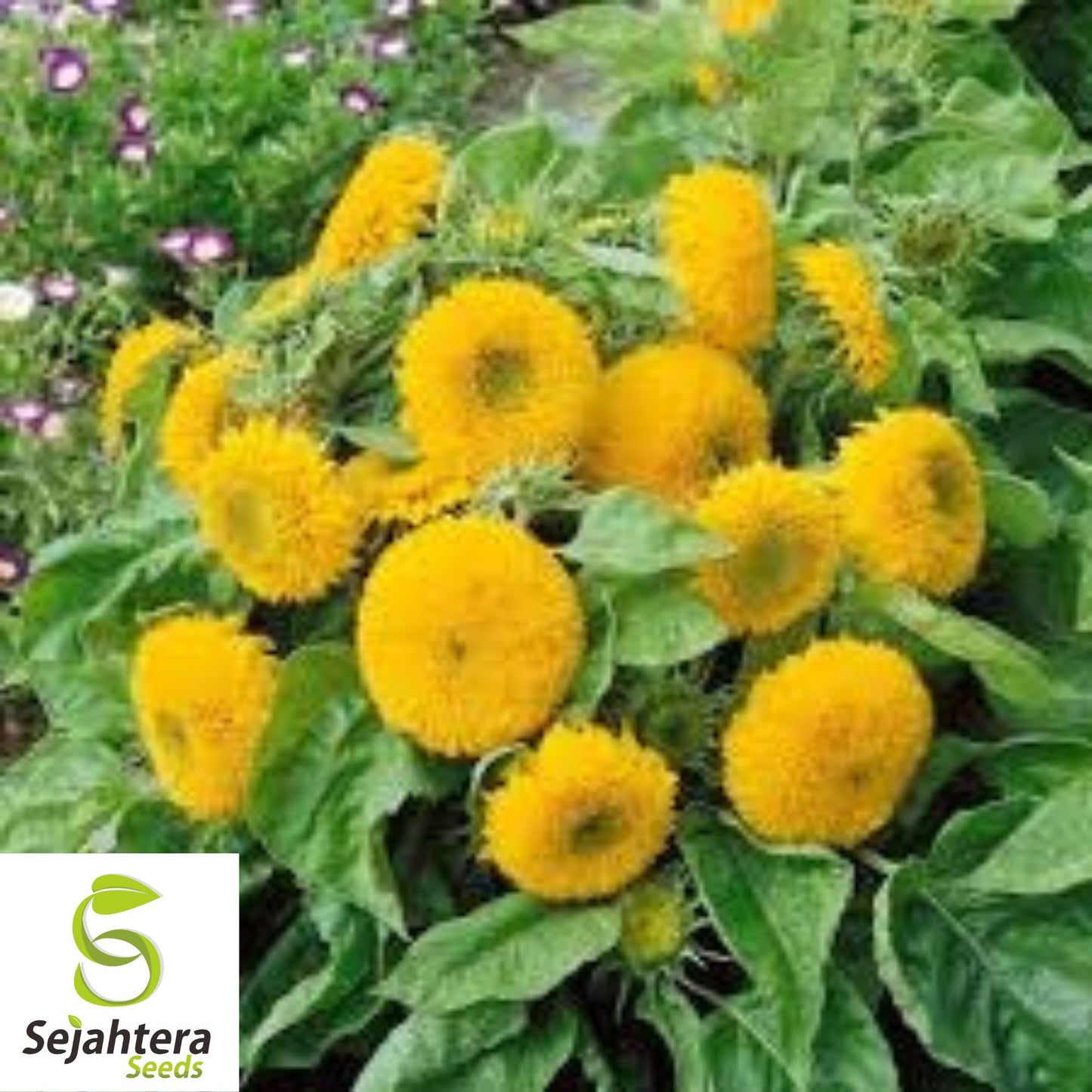 Double Dwarf Sunflower Seeds - 25+ Teddy Bear Sungold, Fresh & Compact Blooms