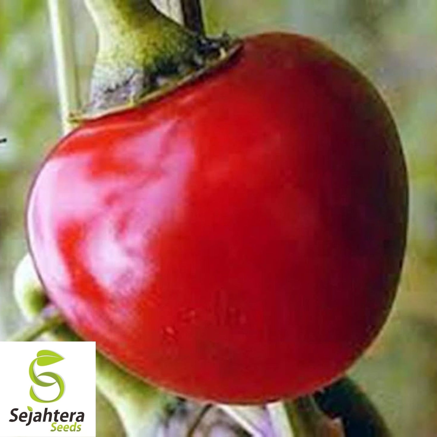Red Cherry Hots Hot Pepper Seeds 50+ | Heirloom Cherry Bomb Vegetable USA