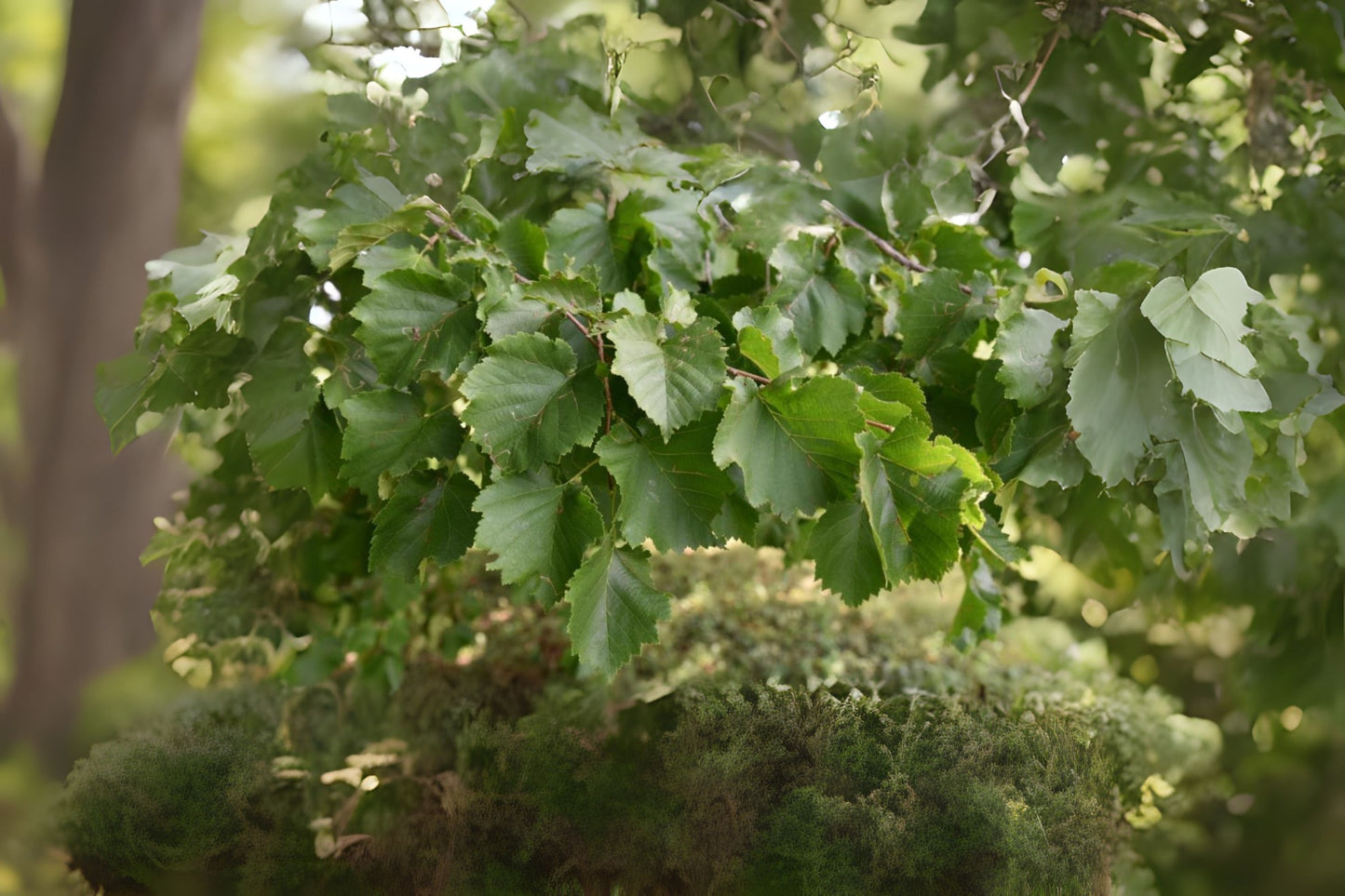 Turkish Filbert Turkish Hazelnut (Corylus colurna)