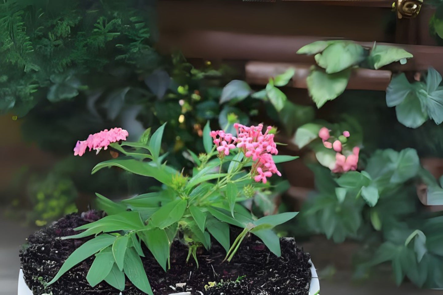 Panama Rose Plant 1-Gallon Pot - Fragrant Pink Blooms, Butterfly Magnet, Rondeletia leucophylla, Tropical Flowering Shrub