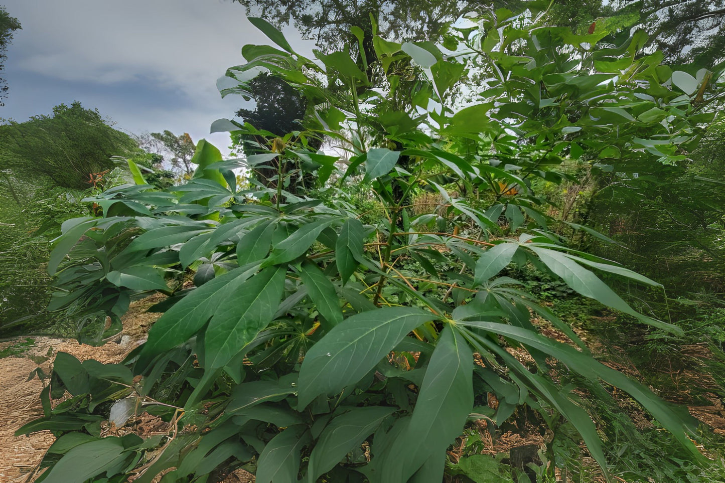Cassava Cuttings - 10 Fresh Cuttings, Easy to Grow Manihot Esculenta, Chemical-Free, Great Food Source