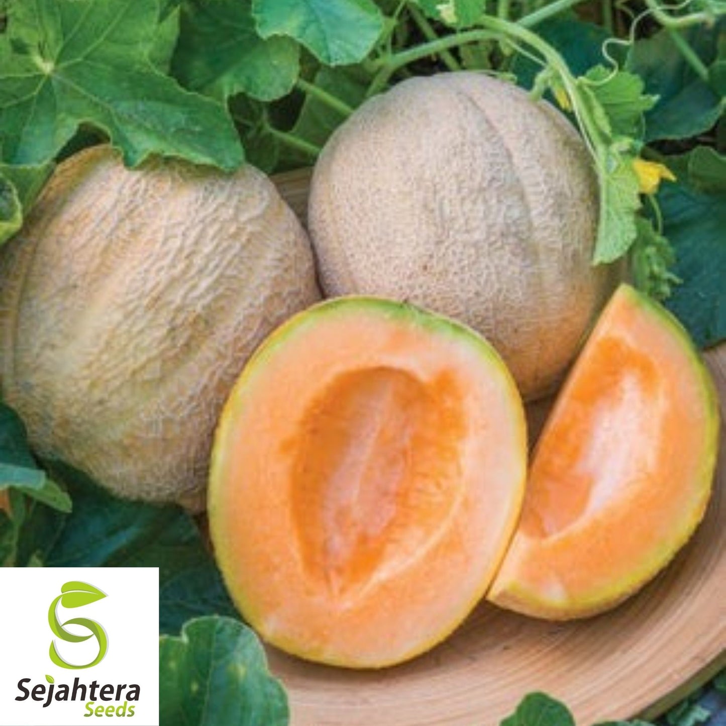 Hearts of Gold Cantaloupe Seeds 50+ | Heirloom Melon Fruit NON-GMO USA