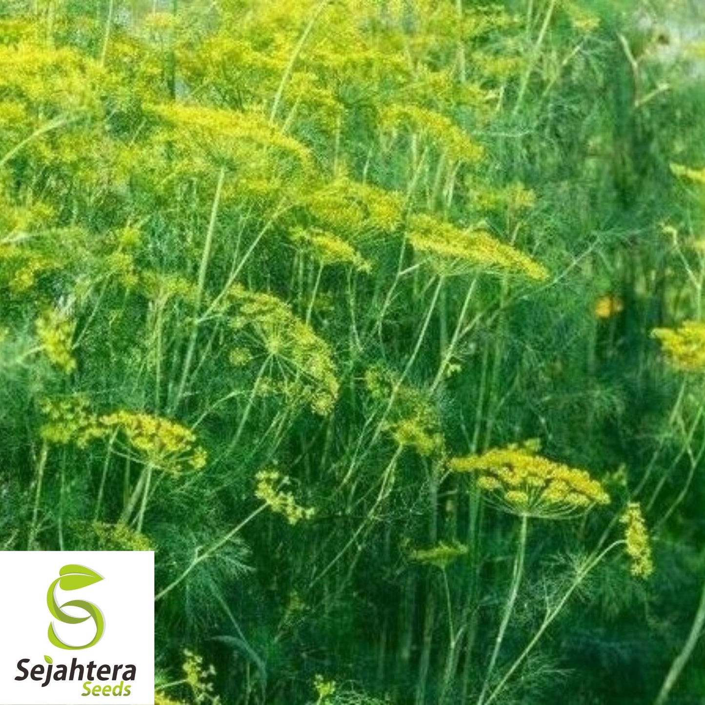500+ Dill Dukat Seeds - Non-GMO, Anethum Graveolens, Culinary Herb & Spice