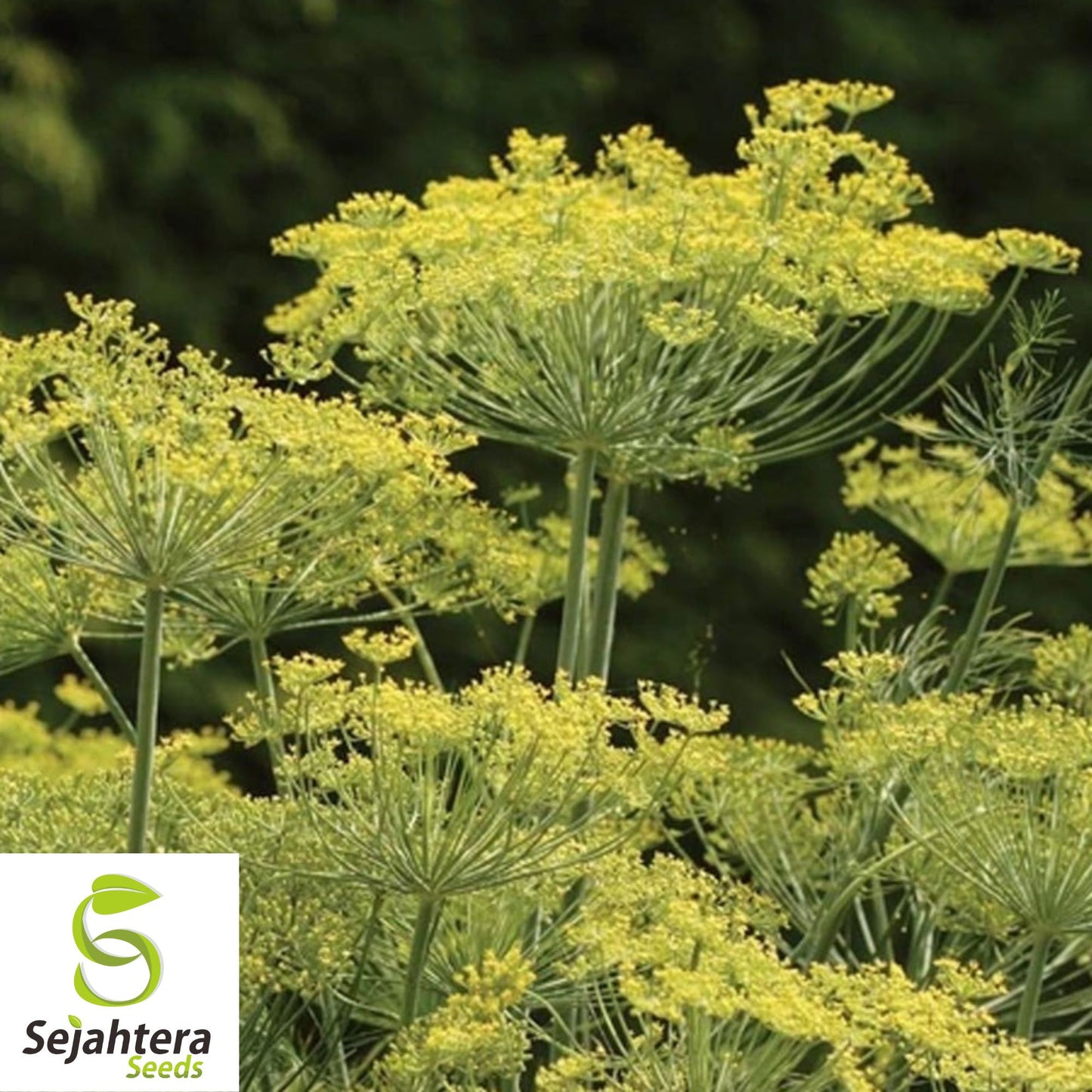 500+ Dill Dukat Seeds - Non-GMO, Anethum Graveolens, Culinary Herb & Spice