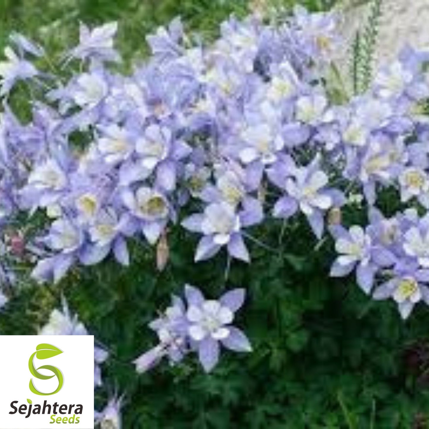 Blue Rocky Mountain Columbine Seeds 300+ | Aquilegia caerulea Flower USA