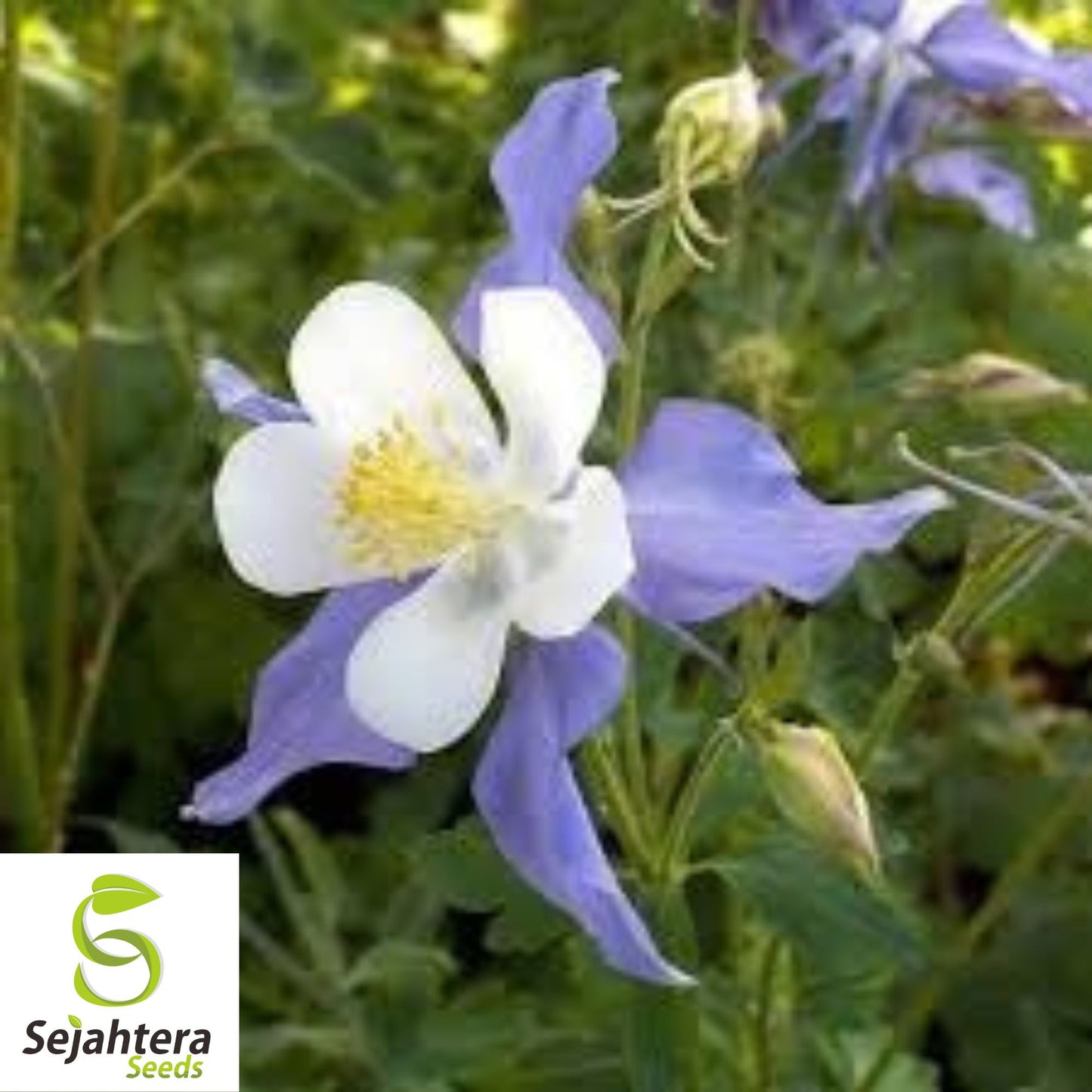Blue Rocky Mountain Columbine Seeds 300+ | Aquilegia caerulea Flower USA