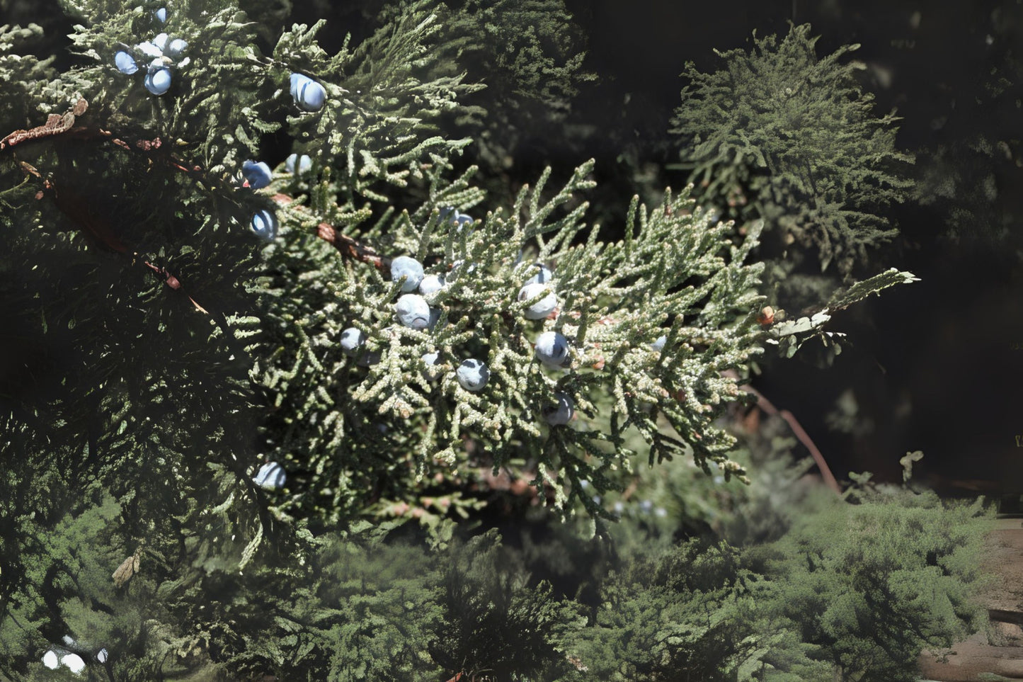 Rocky Mountain Juniper Rocky Mt Juniper (Juniperus scopulorum)