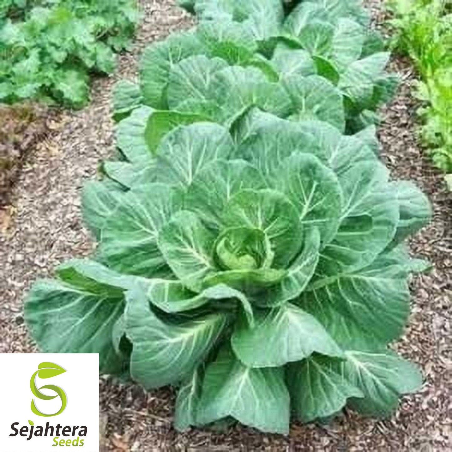 500+ Collard Vates Seeds - Non-GMO, Heirloom & Nutritious Leafy Greens