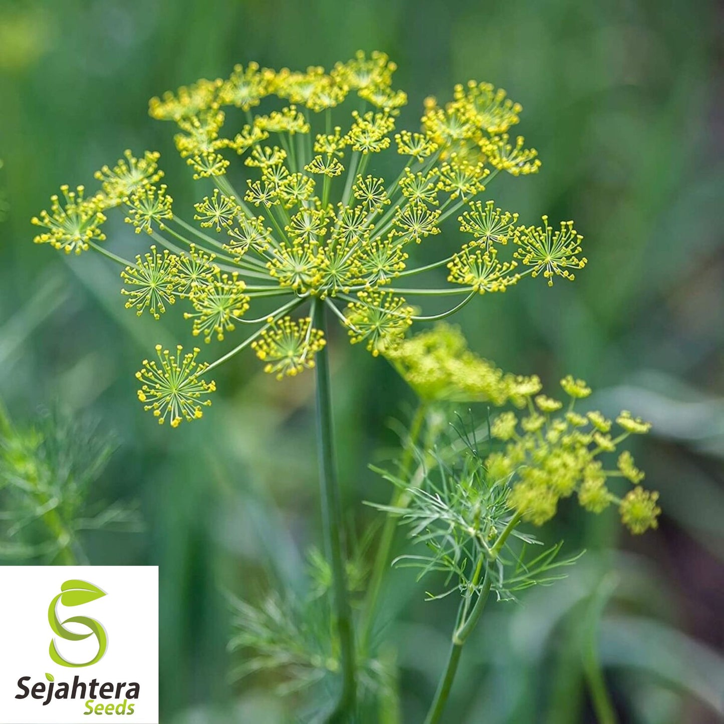 500+ Dill Dukat Seeds - Non-GMO, Anethum Graveolens, Culinary Herb & Spice