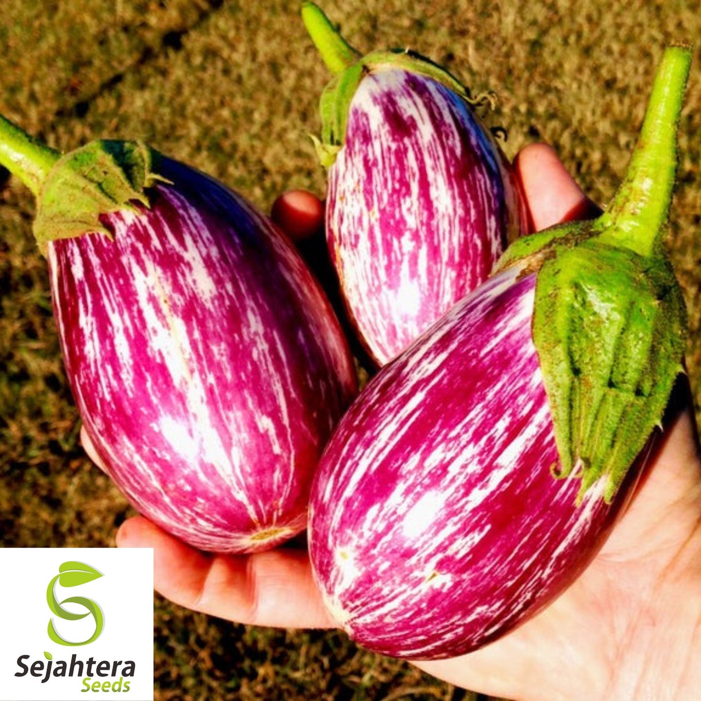 50+ Pandora Striped Rose Eggplant Seeds - Heirloom, Non-GMO Vegetable
