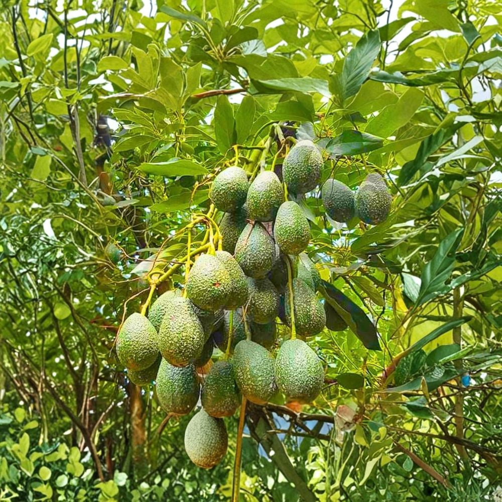 Avocado Fruit Tree – Persea americana Live Organic Seedling | 10–12 Inches Tall | Bare Root Homegrown & Naturally Raised | Perfect Starter Tree | Small Farm Grown