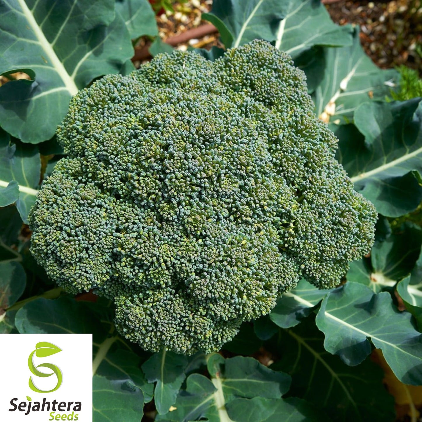 1000+ Waltham 29 Broccoli Seeds - Heirloom, Organic, Non-GMO, Cold-Hardy & Fresh