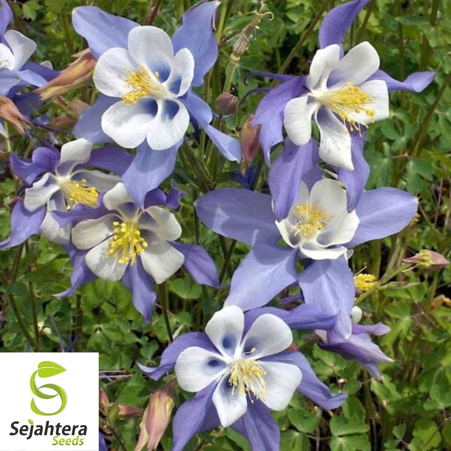 Blue Rocky Mountain Columbine Seeds 300+ | Aquilegia caerulea Flower USA